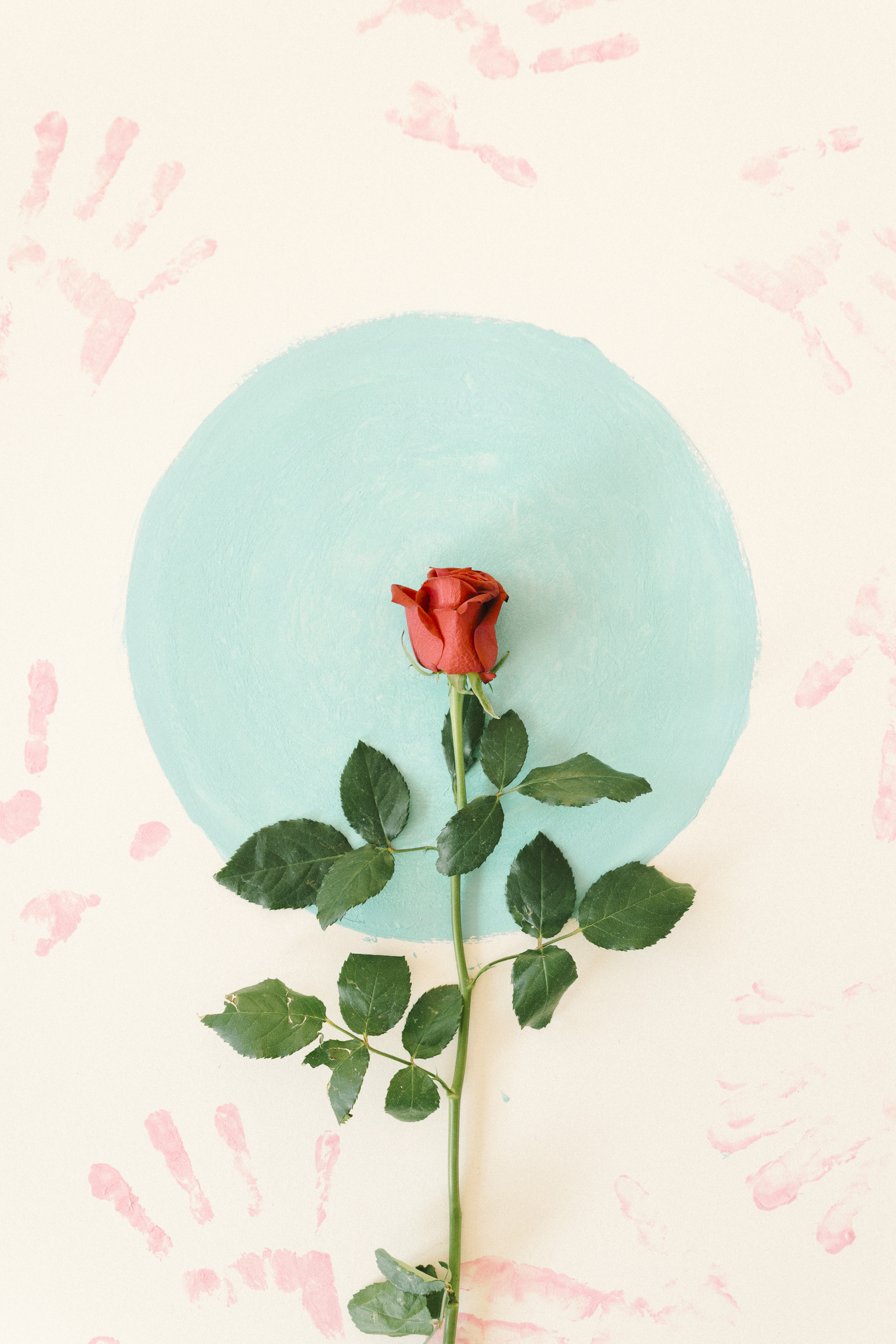rosa rossa appoggiata su sfondo conc erchio azzurro e mani rosa