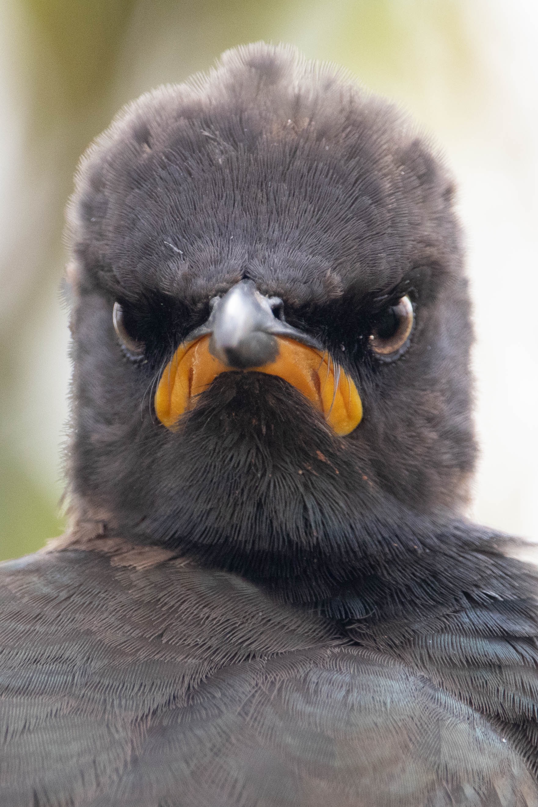 Burung dengan tampang bete