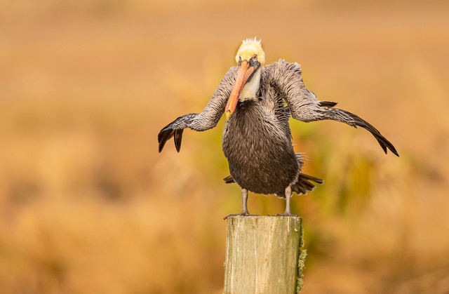 野生生物たちのおもしろ写真14選