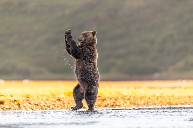 野生生物たちのおもしろ写真14選