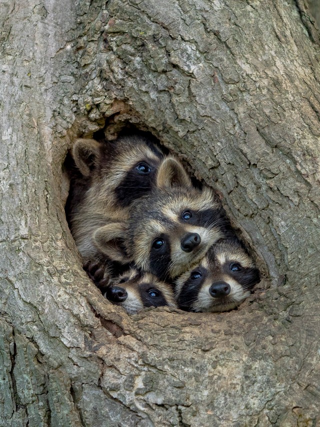 野生生物たちのおもしろ写真14選