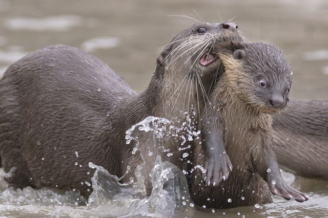 野生生物たちのおもしろ写真14選