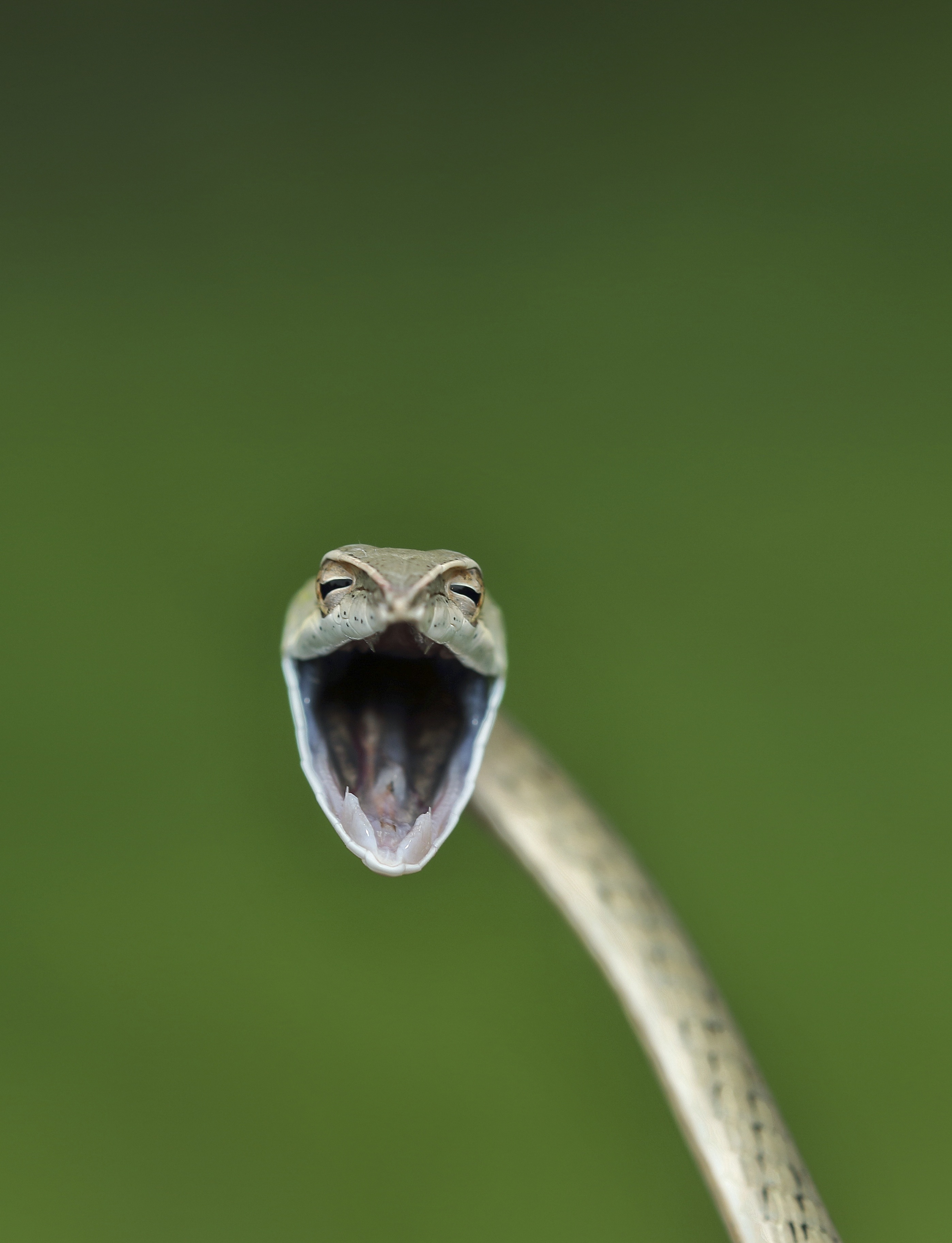 Ular tertawa. Foto oleh Aditya Kshirasagar