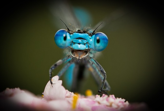 野生生物たちのおもしろ写真14選