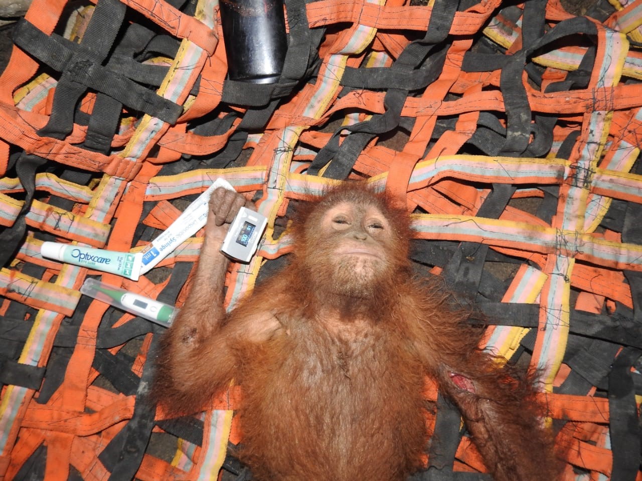 Seekor orang utan Sumatra yang berhasil diselamatkan. Foto milik Orangutan Information Center.