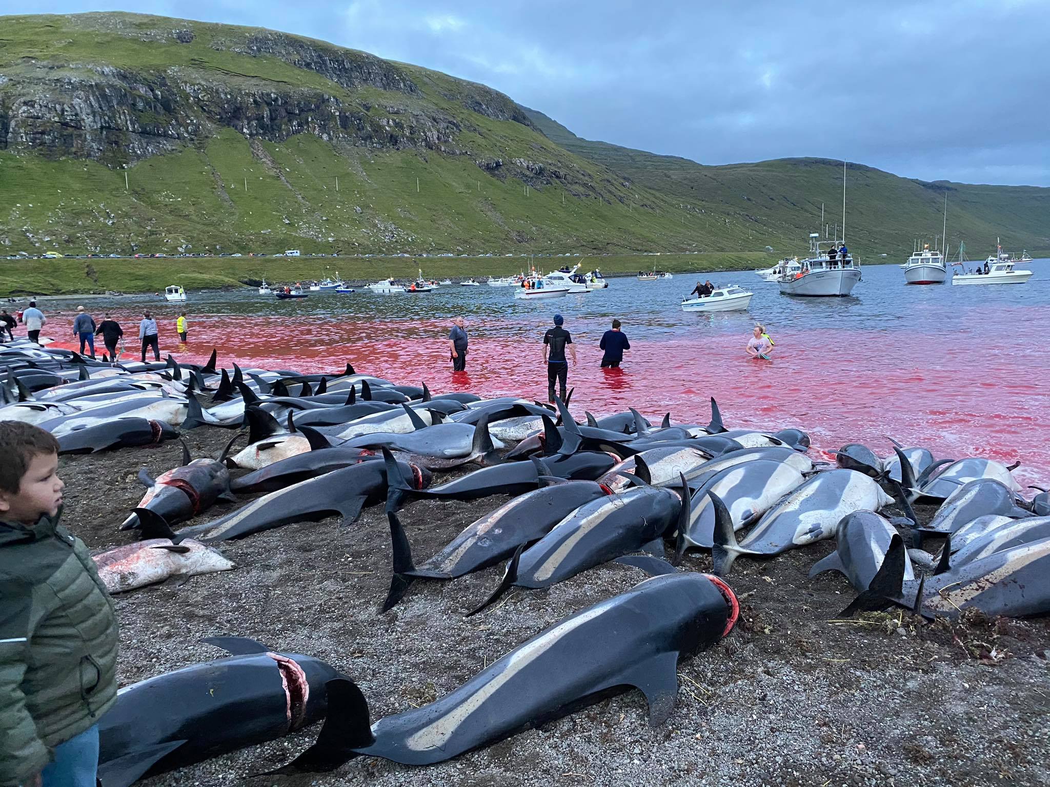 dolphins, hunt, grind, faroe islands, denmark, animals, killed, 1,400