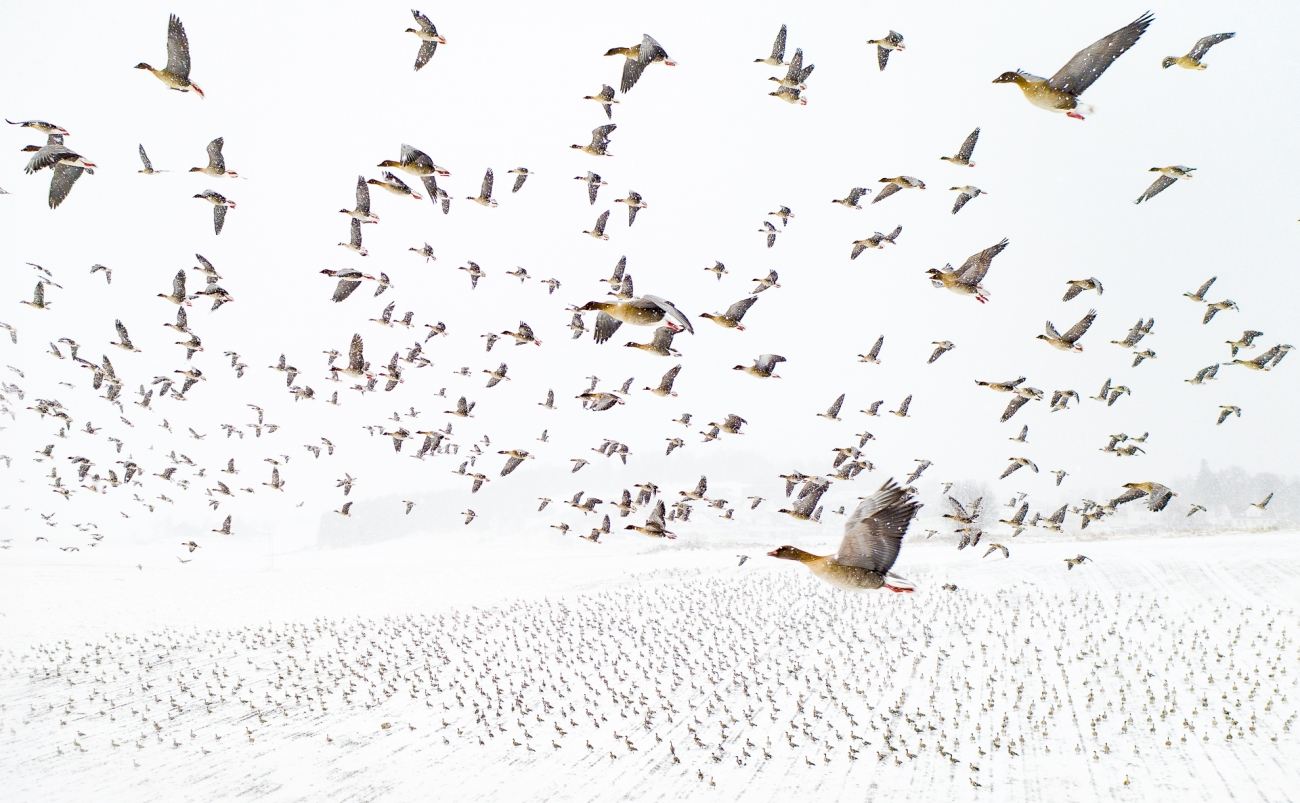 Pink-Footed Geese Meeting the Winter Drone Photography Awards