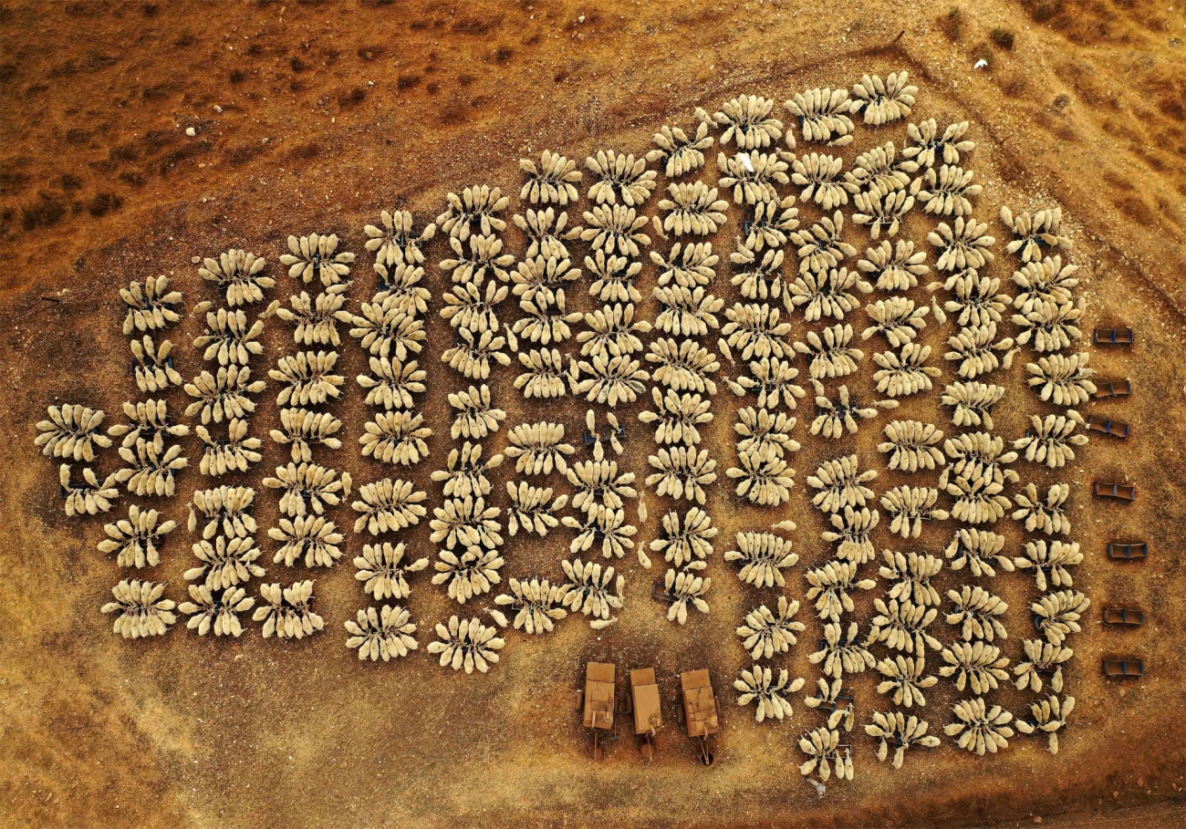 Sheep in Congress Drone Photography Awards