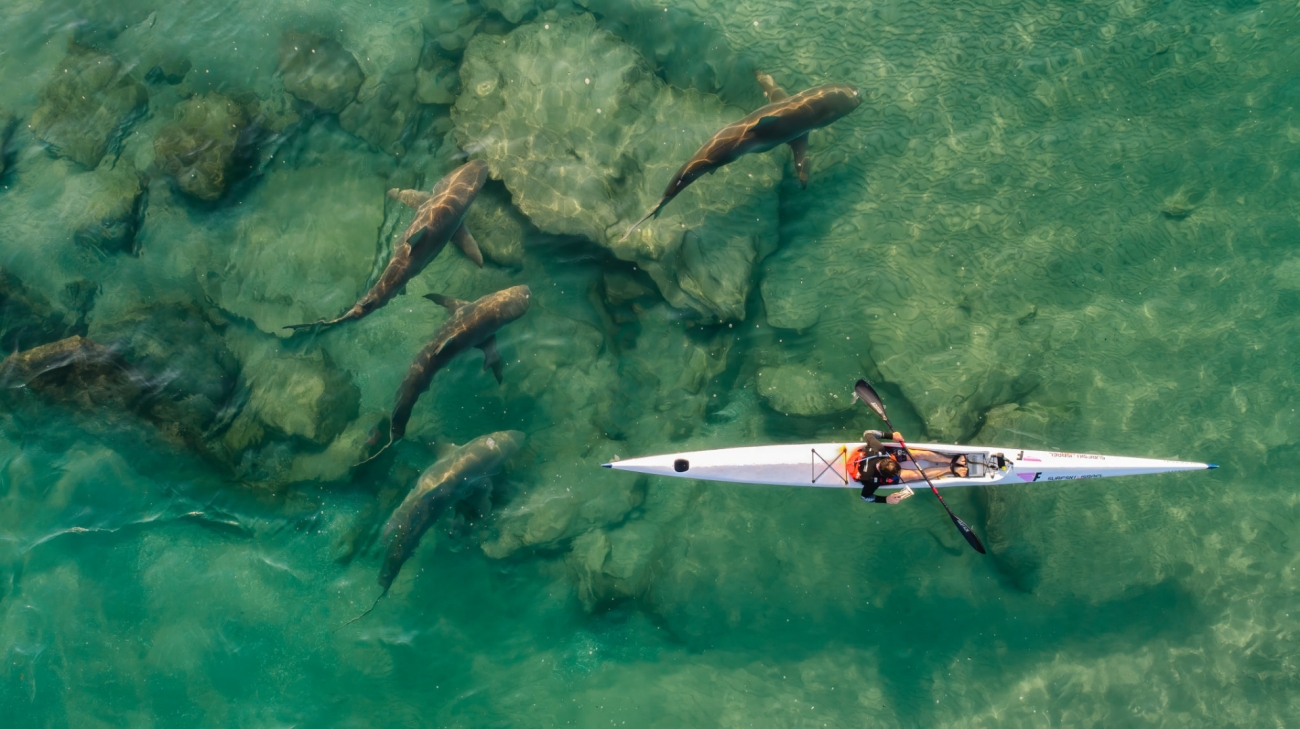 Shark Companion Drone Photography Awards