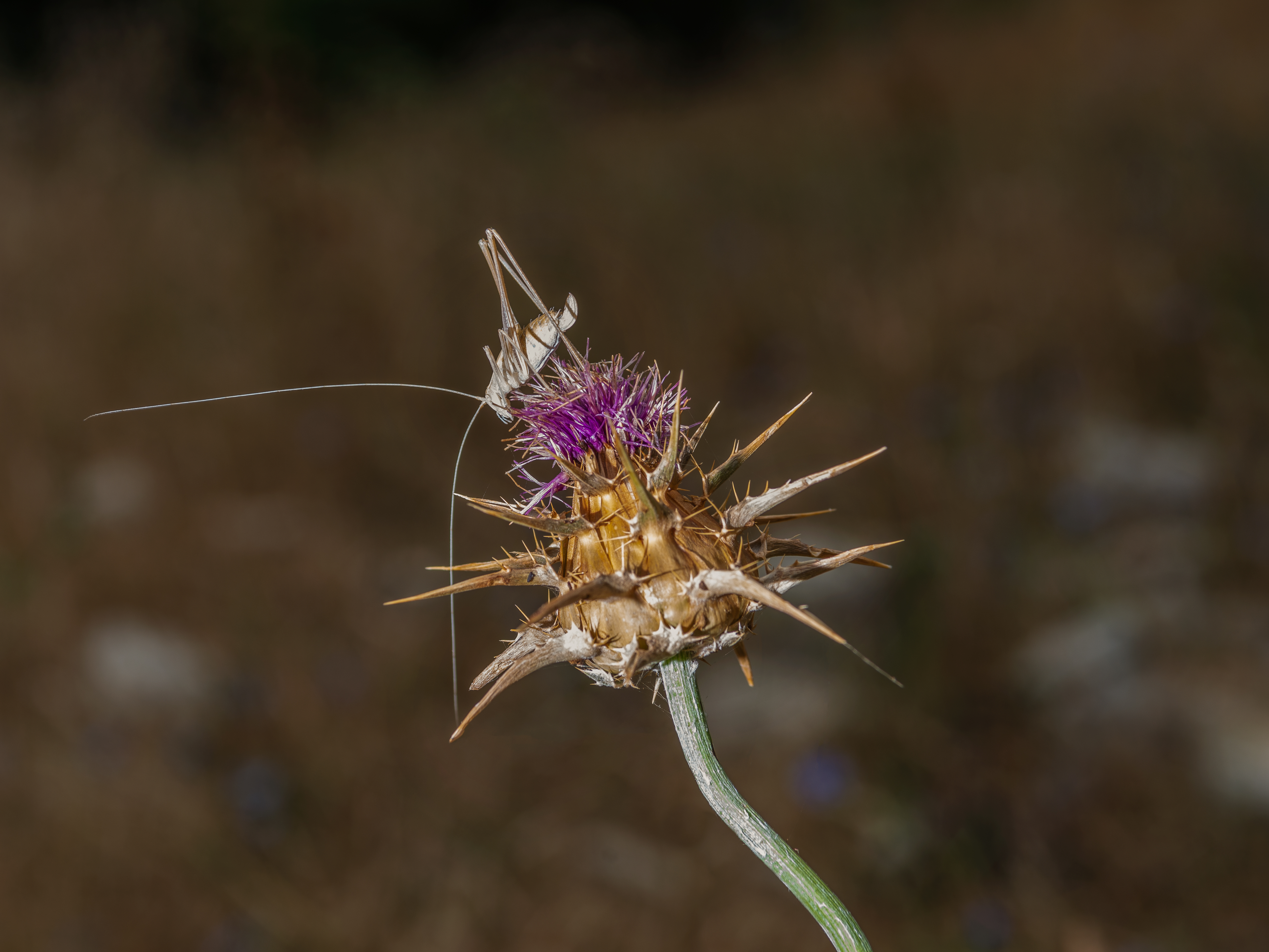 _DSC5966-Modifica.jpg