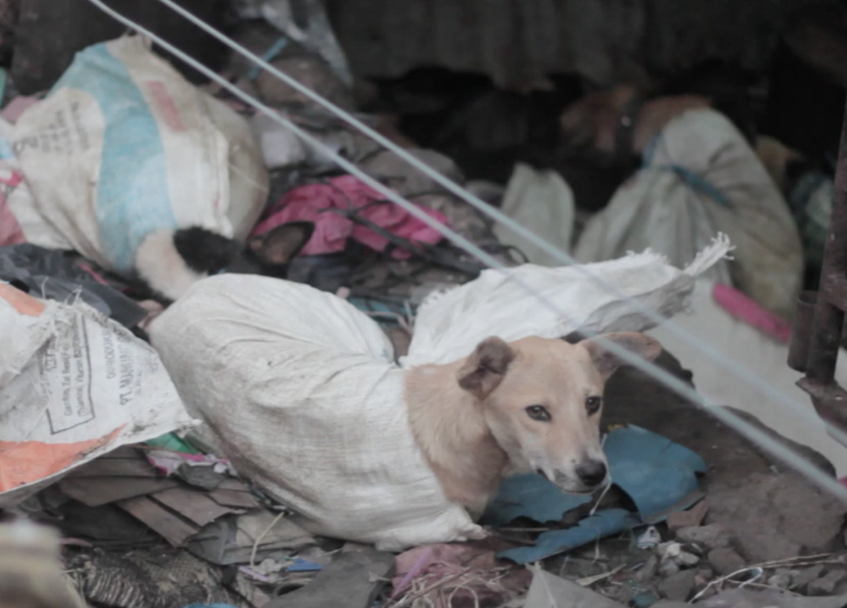 Seekor anjing dimasukkan ke karung. Foto oleh Dog Meat Free Indonesia