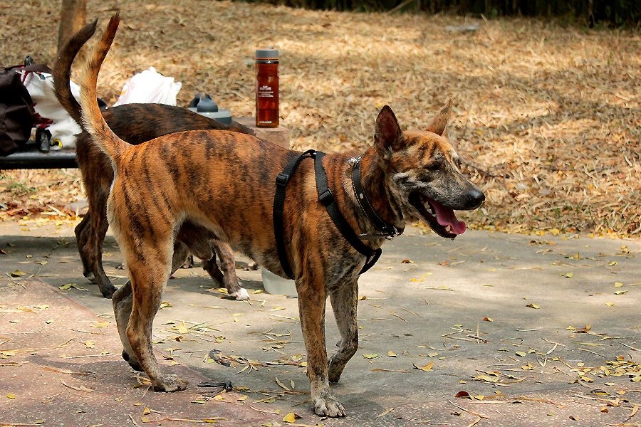 Can girls have sex with dogs in Bekasi