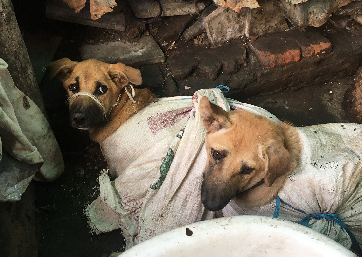 Dua ekor anjing dimasukkan ke karung. Foto oleh Dog Meat Free Indonesia