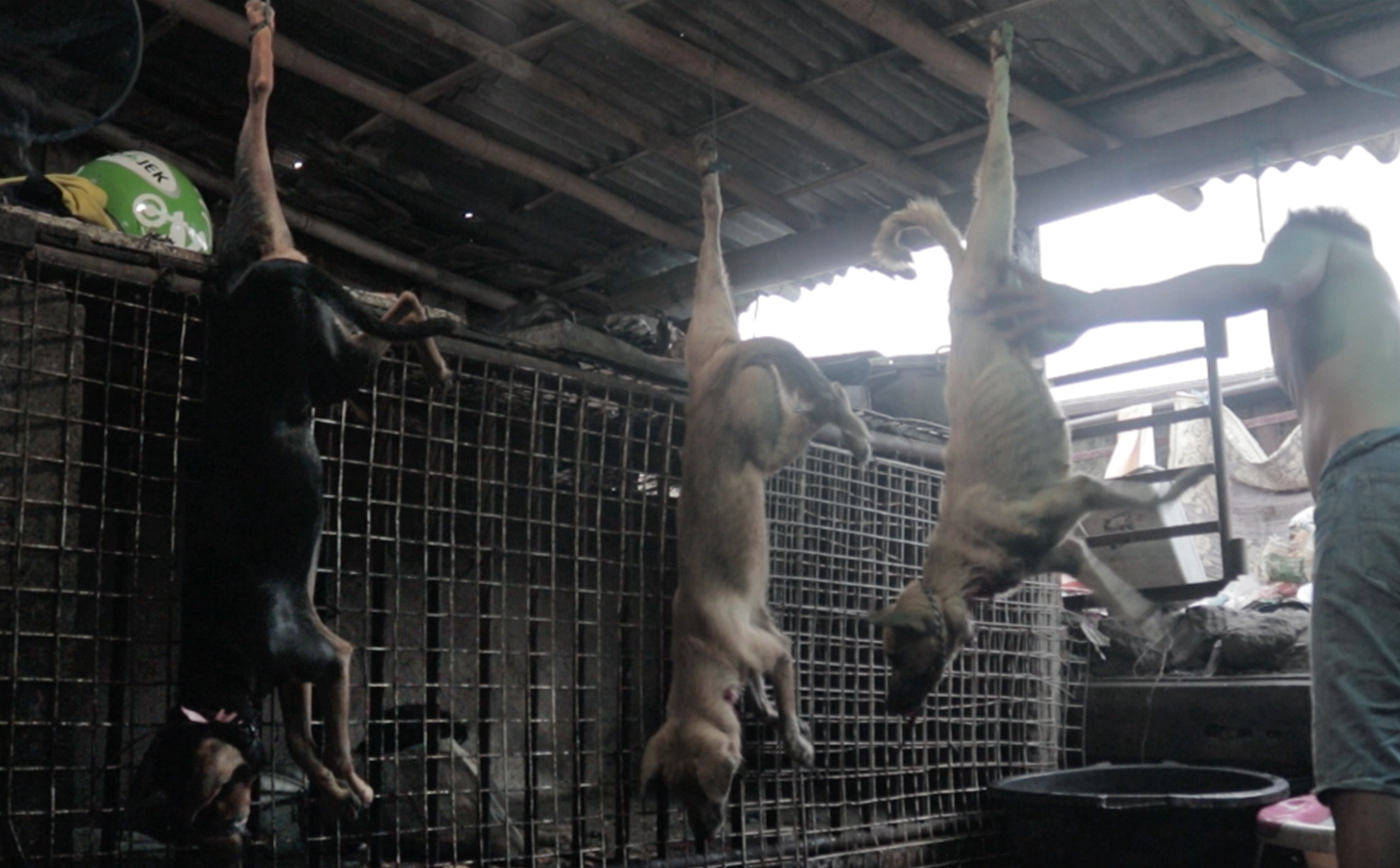 Tiga ekor anjing digantung dengan posisi kaki di atas, siap untuk disembelih. Foto oleh Dog Meat Free Indonesia