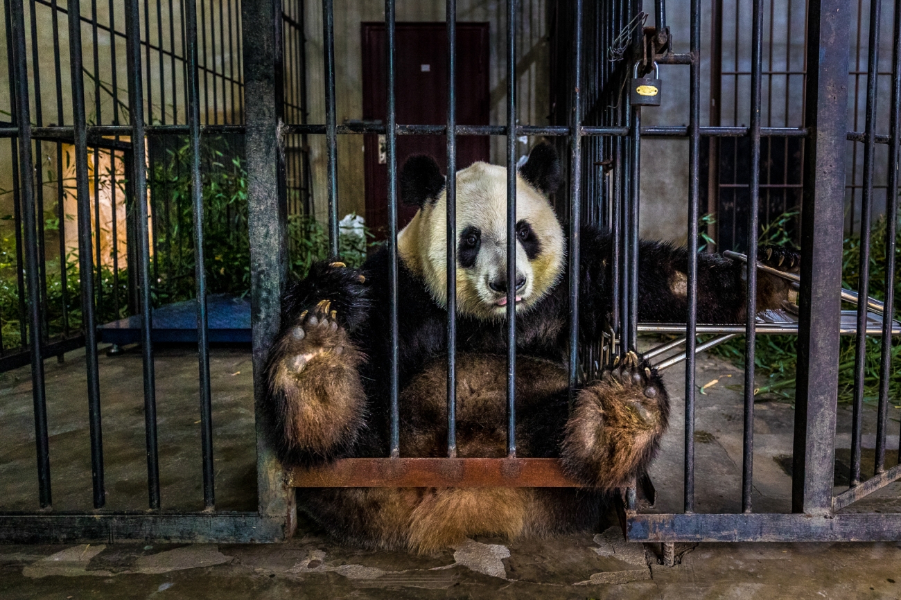 Karya fotografer Swedia Marcus Westberg berjudul “Captive” menampilkan seekor panda yang duduk sendirian di sangkar di Shaanxi, Tiongkok. Foto oleh Marcus Westberg.