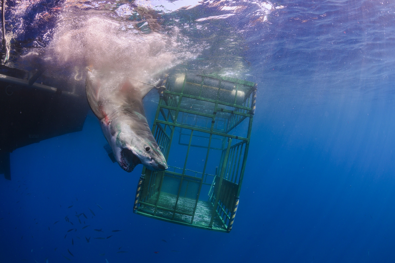 Karya fotografer Alex Lindbloom berjudul “A Safe Release for Everyone” menampilkan hiu putih yang tidak sengaja menabrak sangkar berisi tiga orang. Penonton berhasil diselamatkan. Foto oleh Alex Lindbloom.