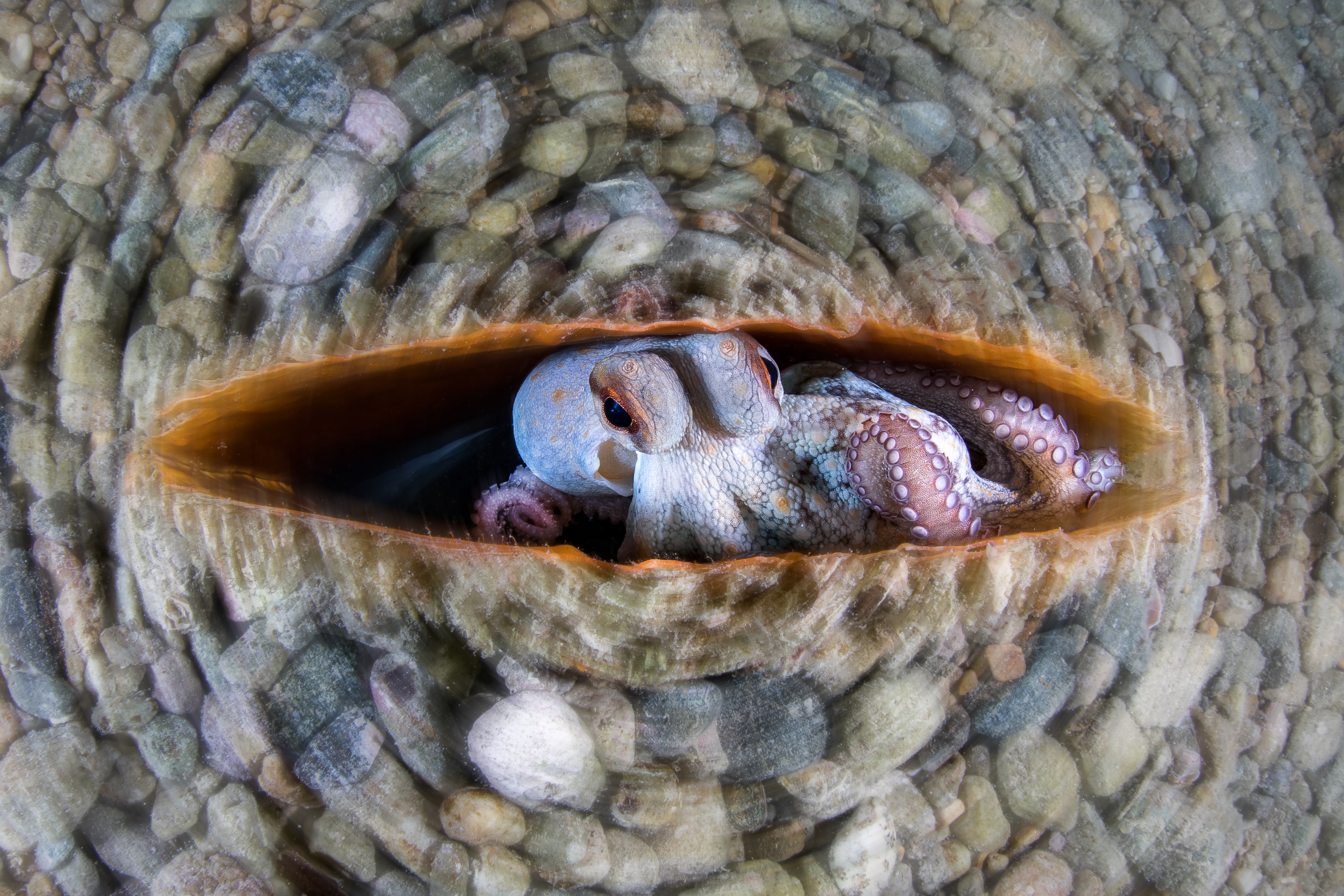 © Alessandro Grasso-Circular Octopus-CUPOTY03-Underwater-1st.jpg