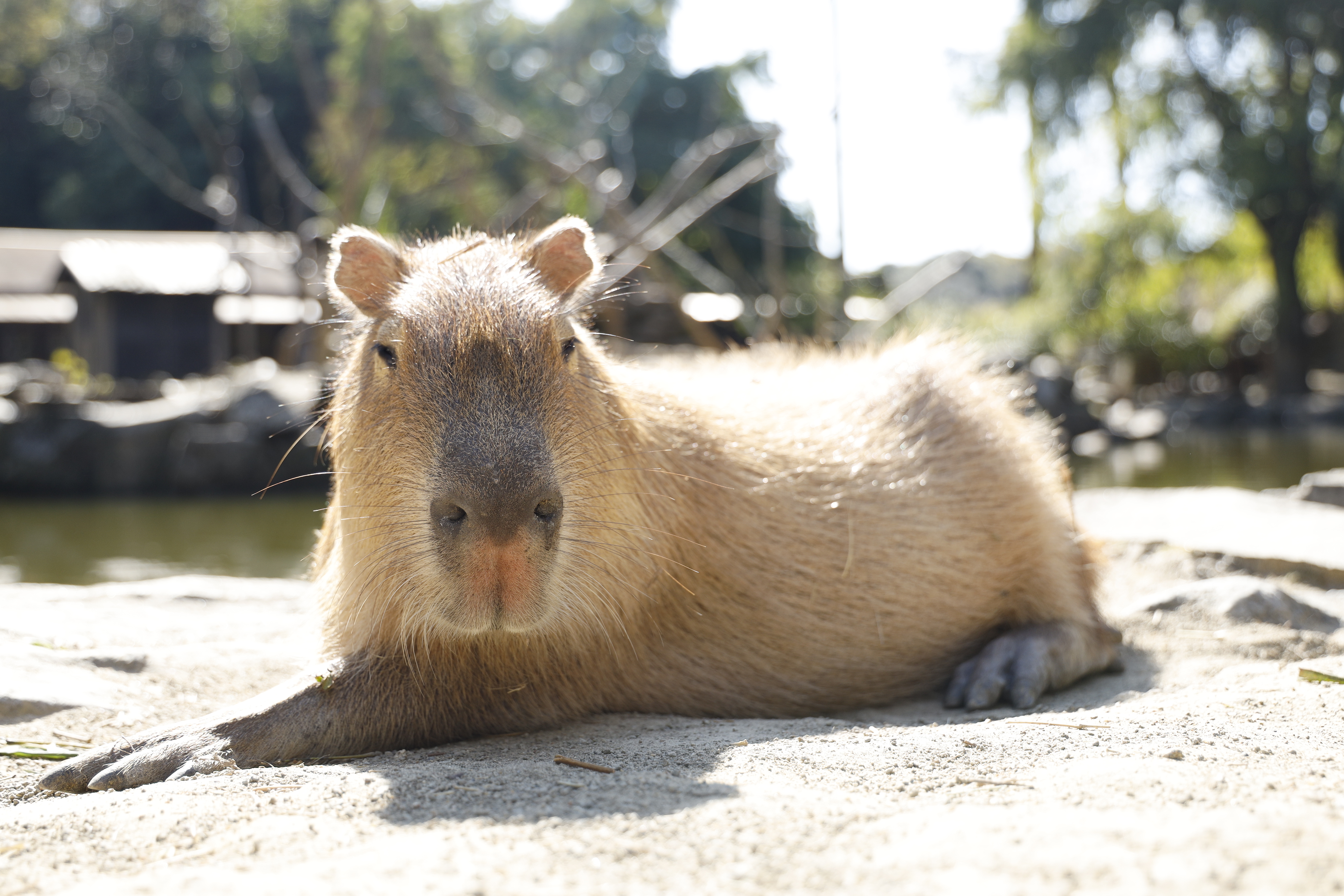 59 Likes, 5 Comments - Carbon Figures (@carbonfigures) on Instagram: “no  thoughts just capybaras. now they're happybar…