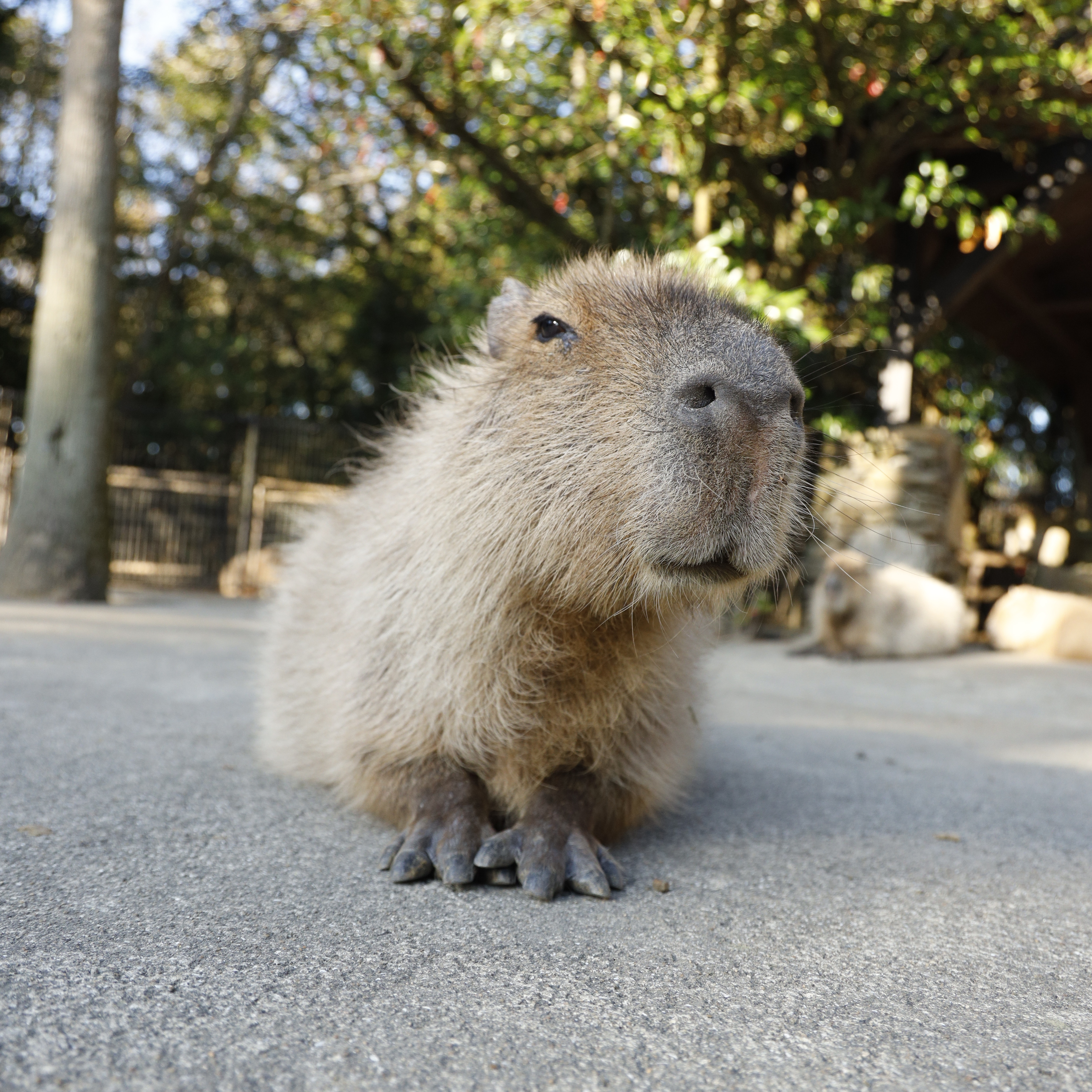 Beware the Capybara  rmemes