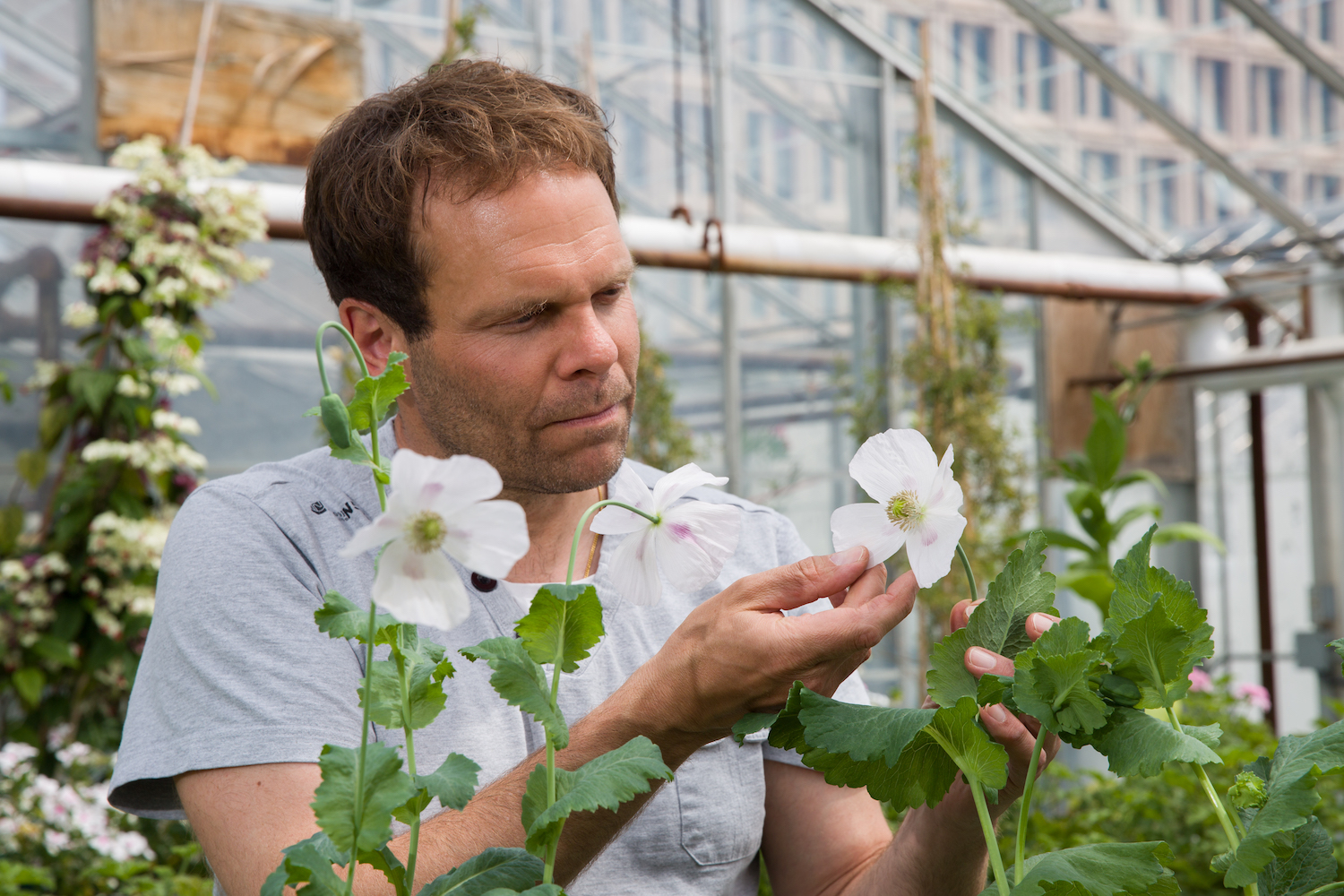 Biochemist Peter Facchini holds an opium poppy.