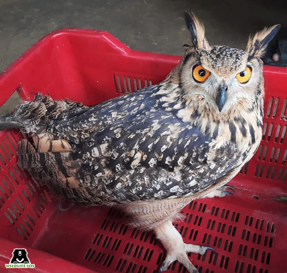 Why Thousands of Owls Are Killed in Black Magic Practices This Time of the  Year