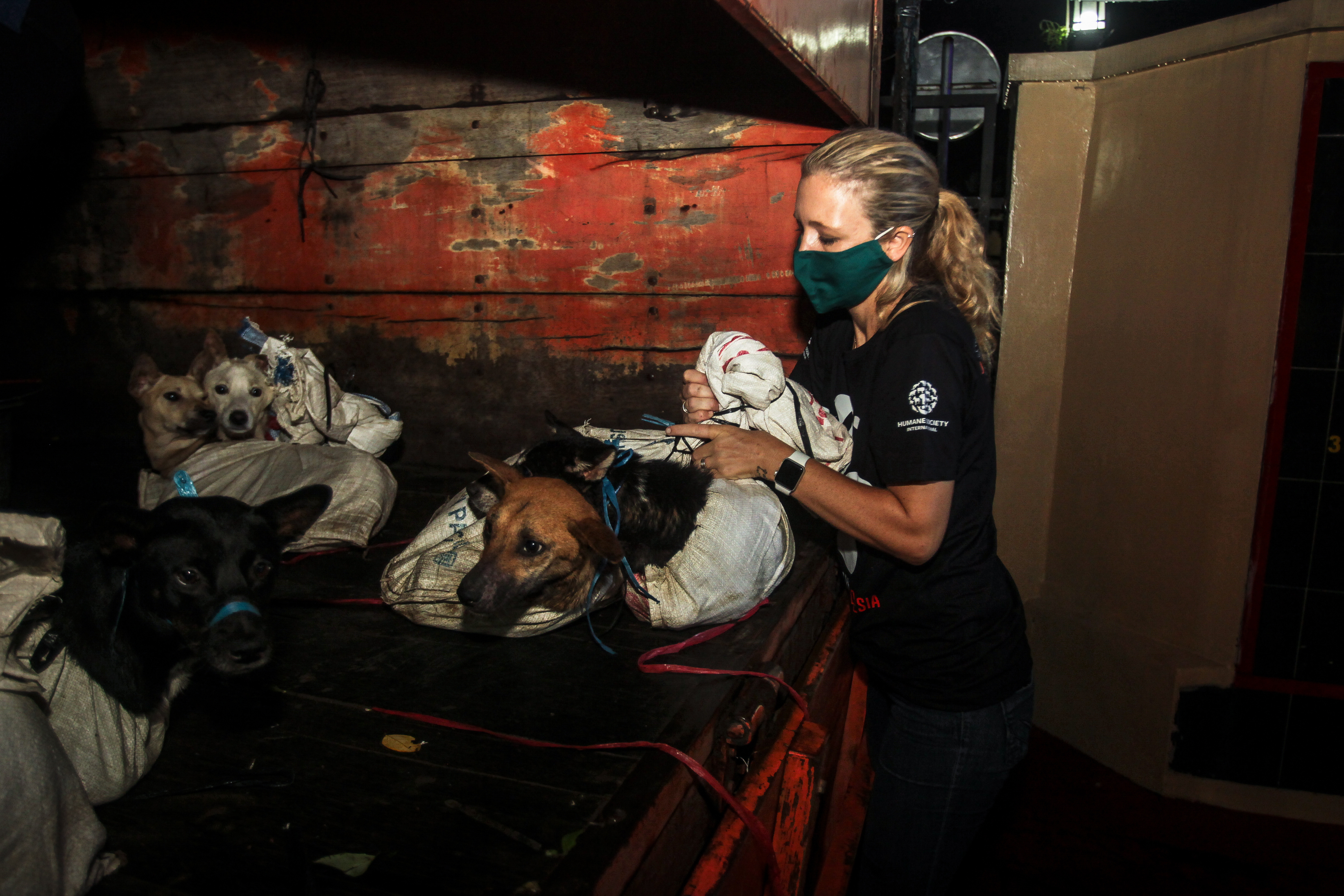 Dog Meat Free Indonesia members rescue dogs found in a police raid on local dog meat trade in Central Java.