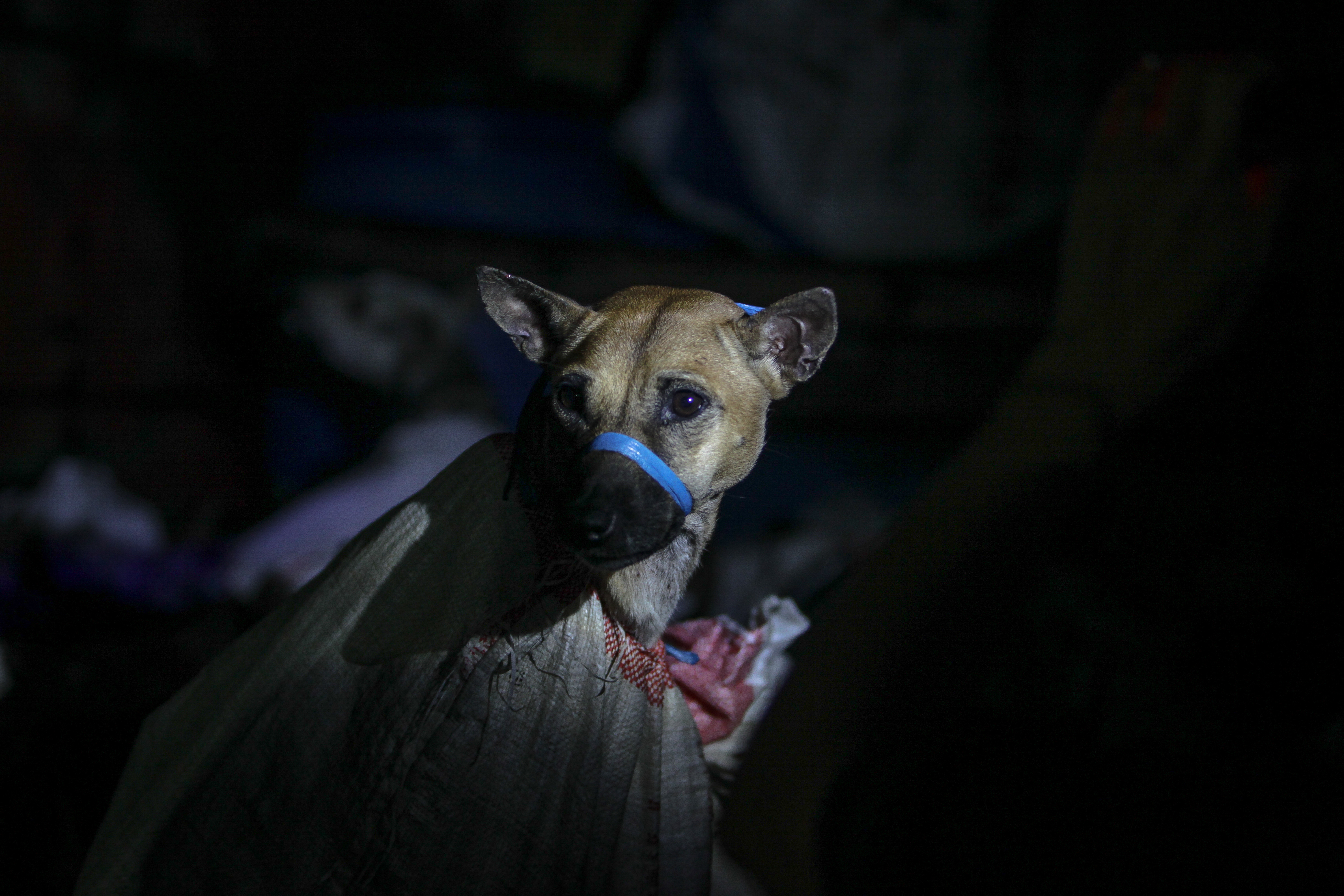 A police raid in Sukohrajo, Central Java, Indonesia, saw 53 dogs rescued at a slaughterhouse. 