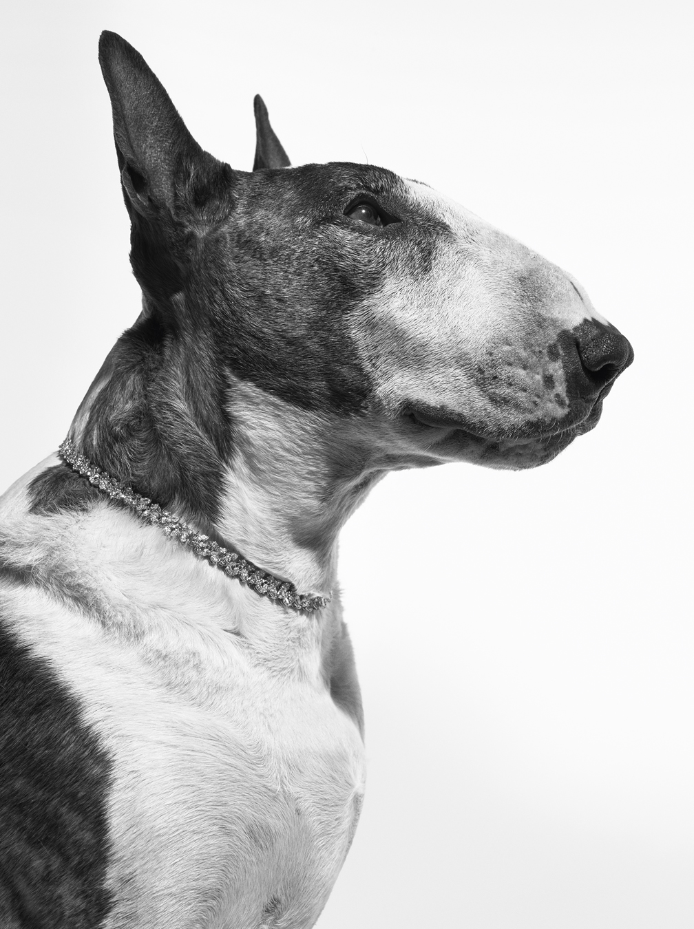 Portrait of the dog Neville by Marc Jacobs wearing a diamond necklace