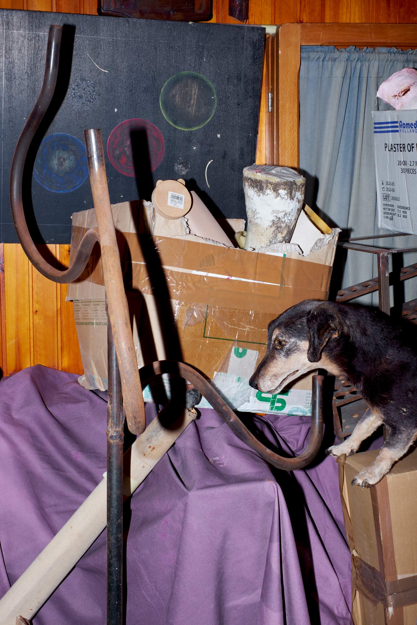 cane impagliato con stoffa viola clelia cadamuro animabilia