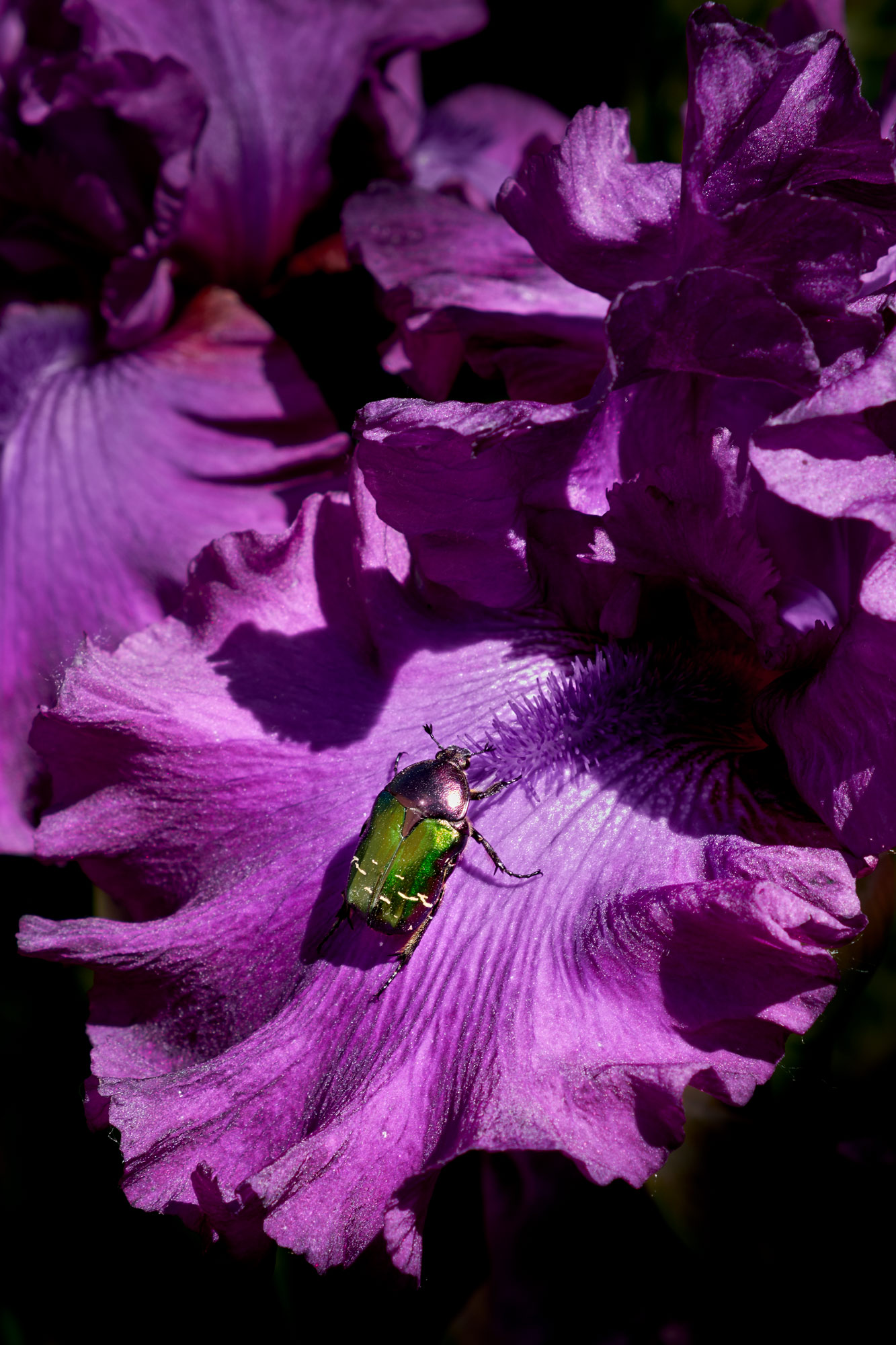 fiore viola con coleottero clelia cadamuro animabilia