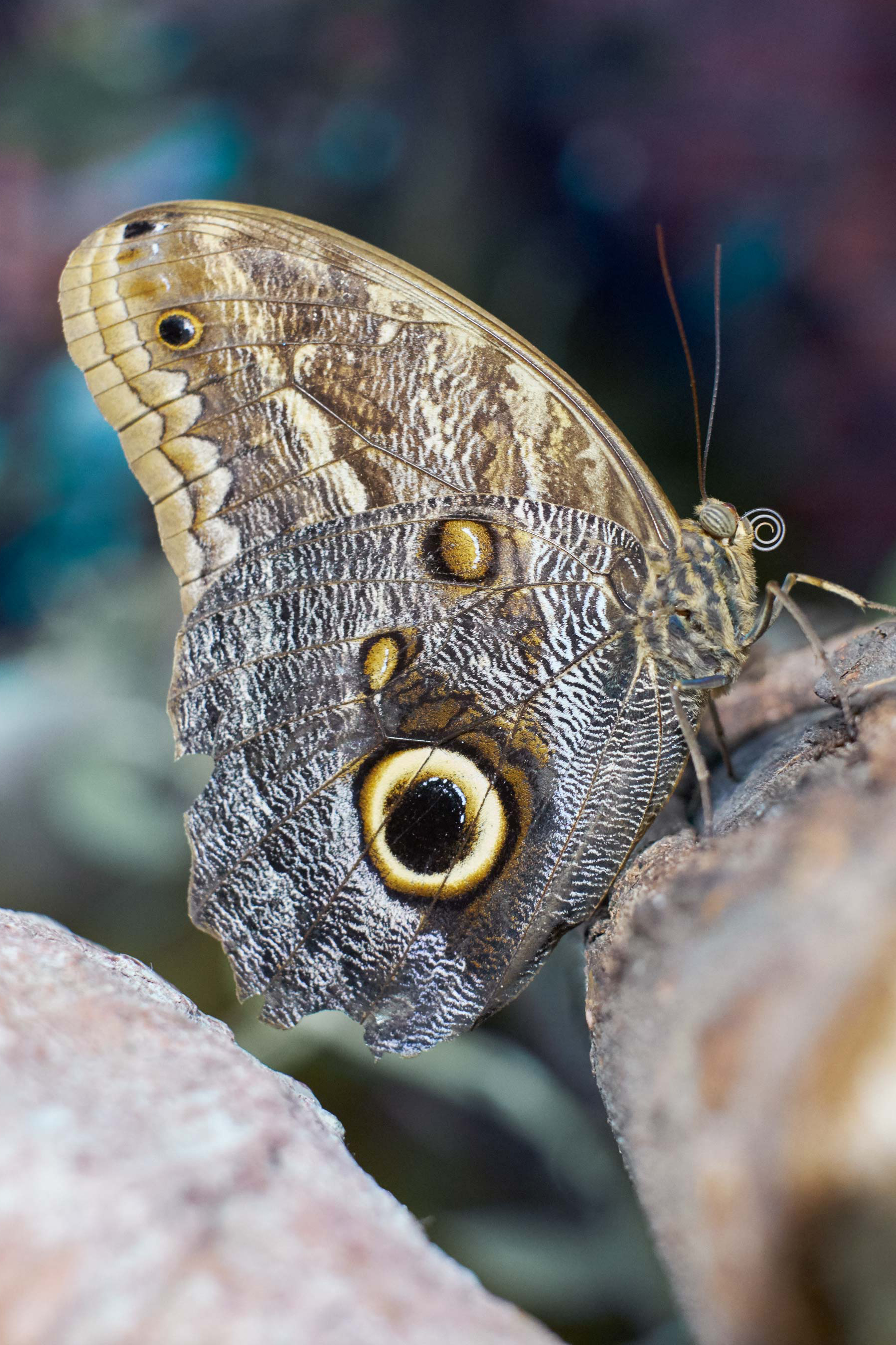 farfalla con ala con occhio giallo clelia cadamuro animabilia