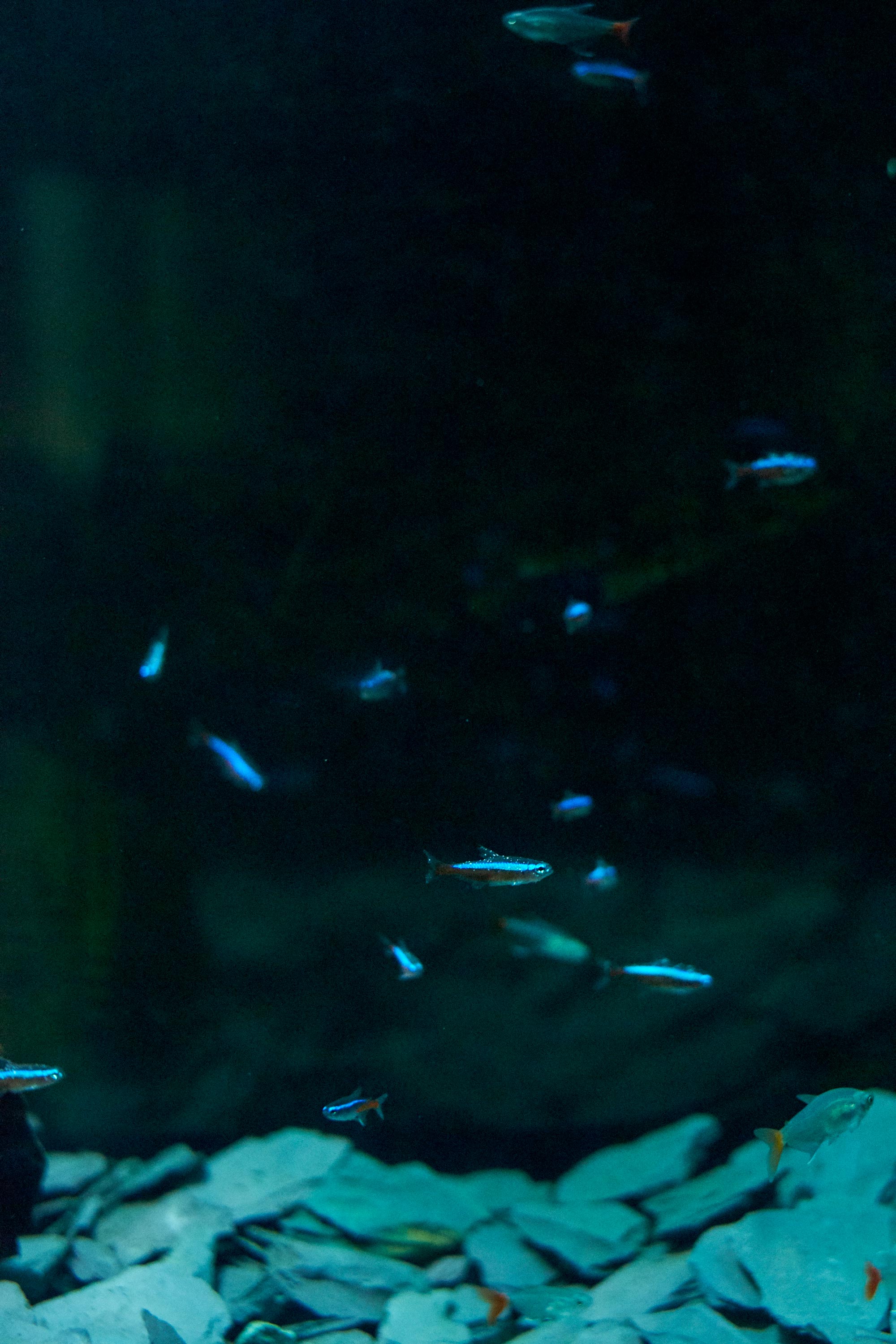 pesciolini argentei in acquario clelia cadamuro animabilia