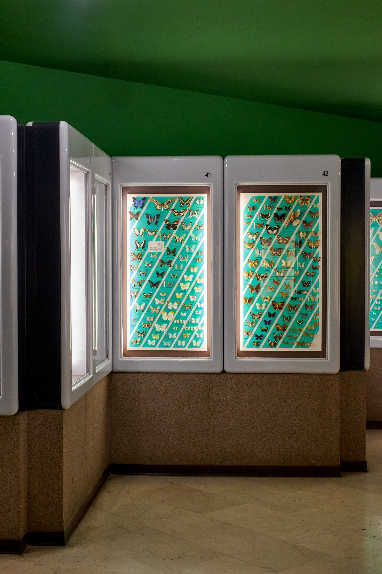 farfalle in teca esposte ad un museo clelia cadamuro animabilia