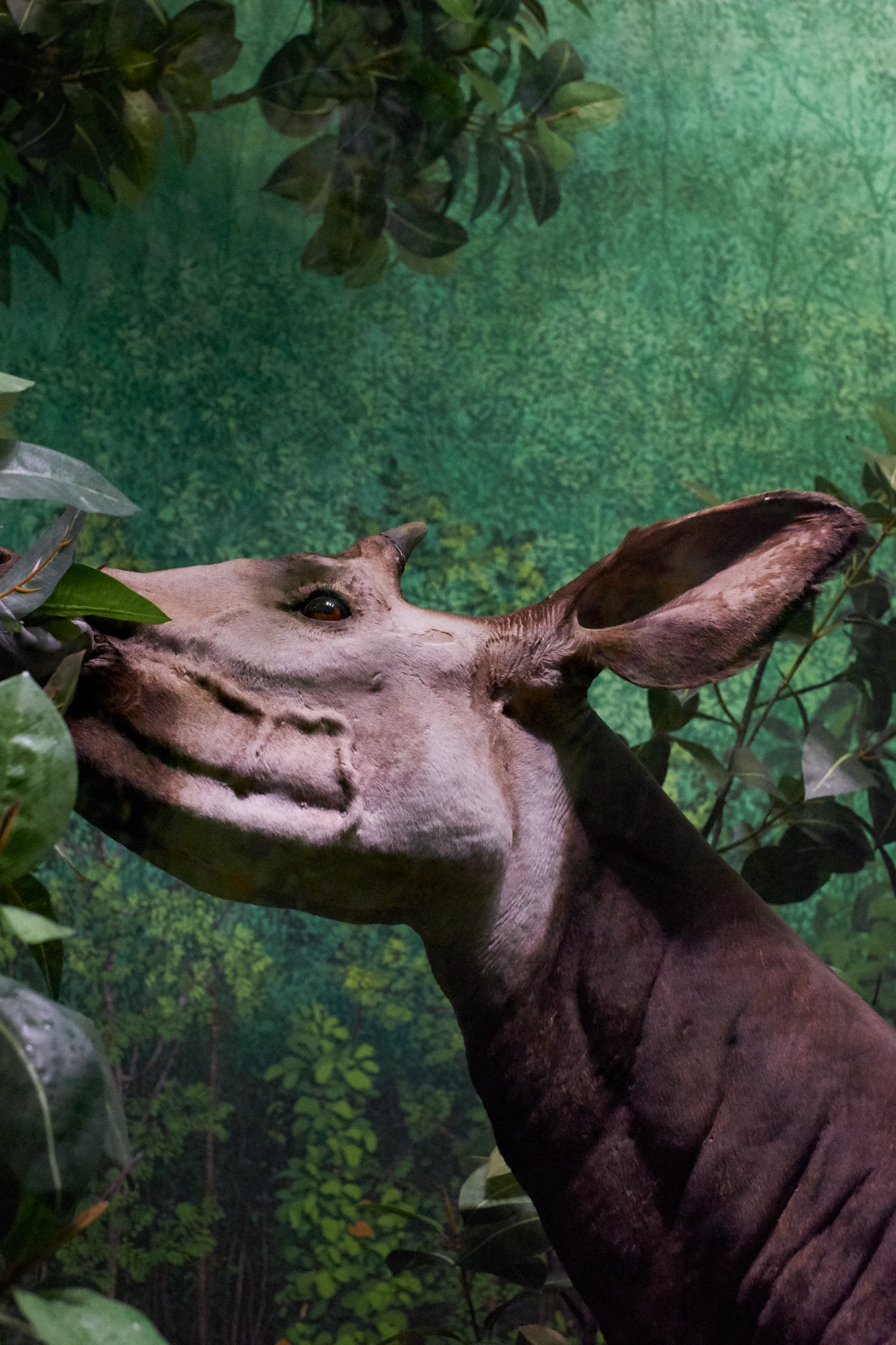 animale impagliato preistorico clelia cadamuro animabilia