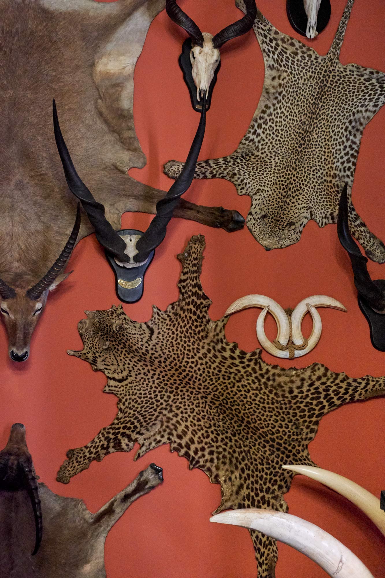 pelli e ossa e corna di animali esotici leopardo ghepardo clelia cadamuro animabilia