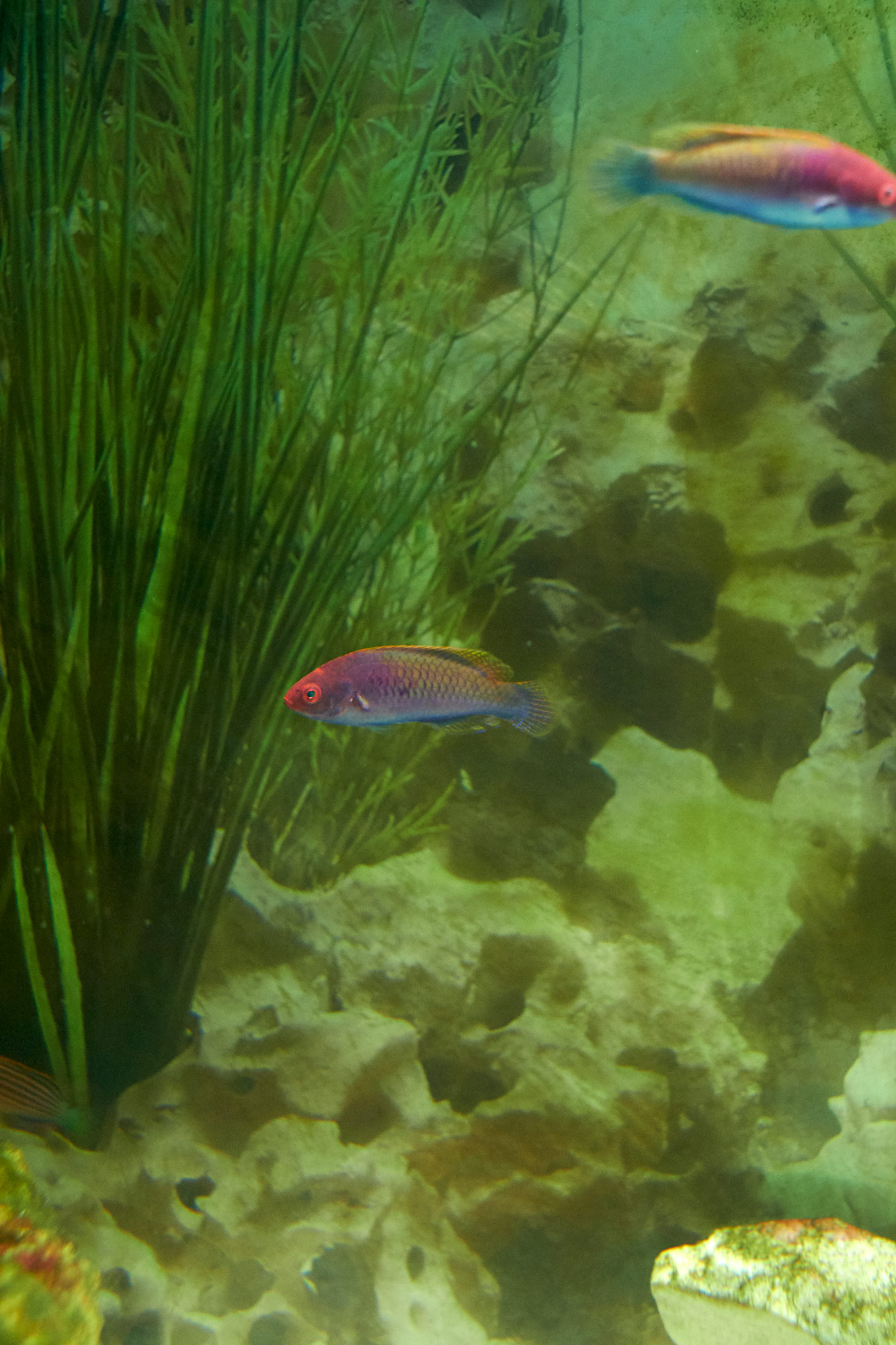 pesci in acquario verde clelia cadamuro animabilia