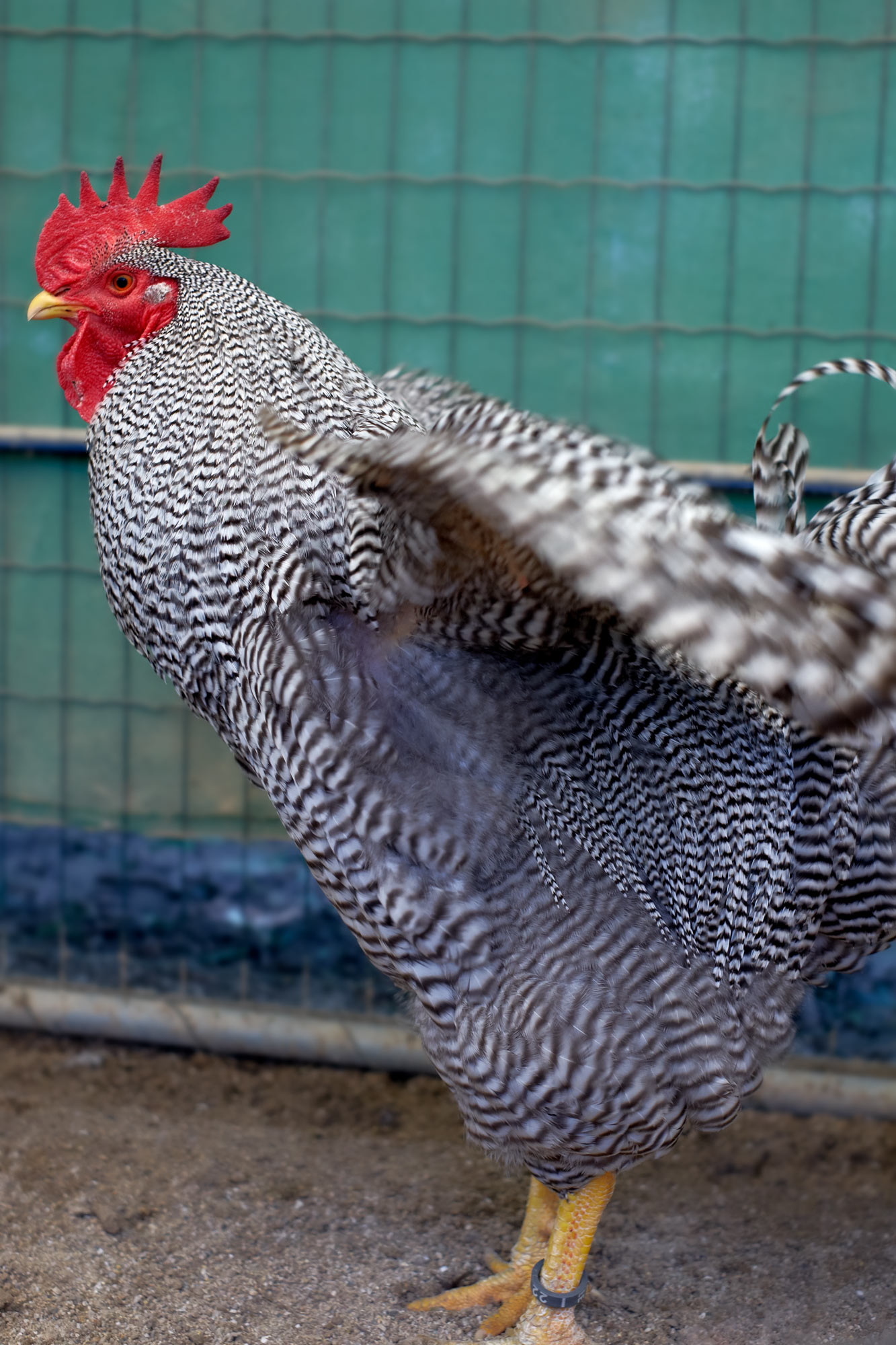 gallo bianco e nero clelia cadamuro animabilia