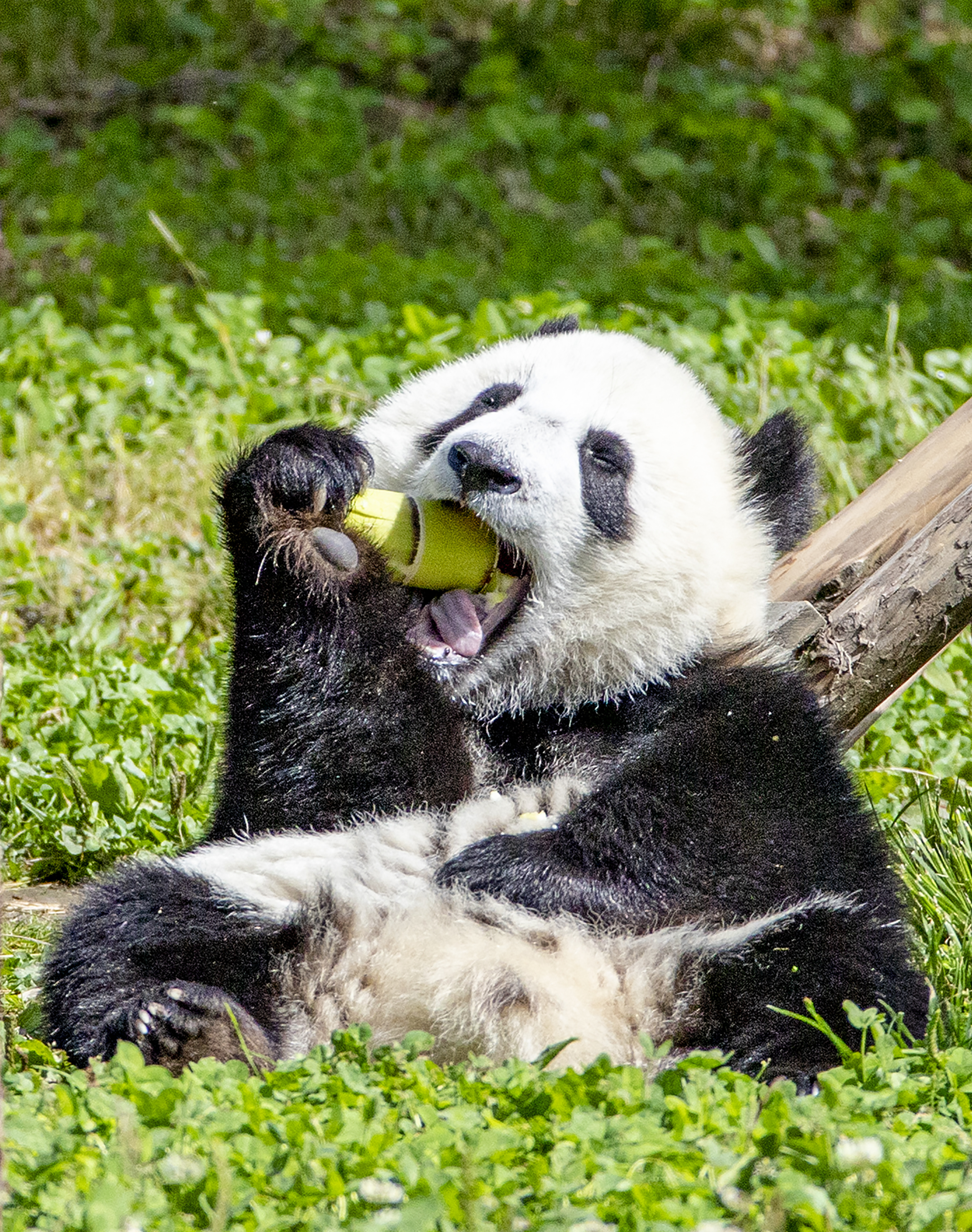 pandas, china, chubby, chunky, cute, thick, vegan, bamboo, diet, leaves, shoot, gut, bacteria, research, science