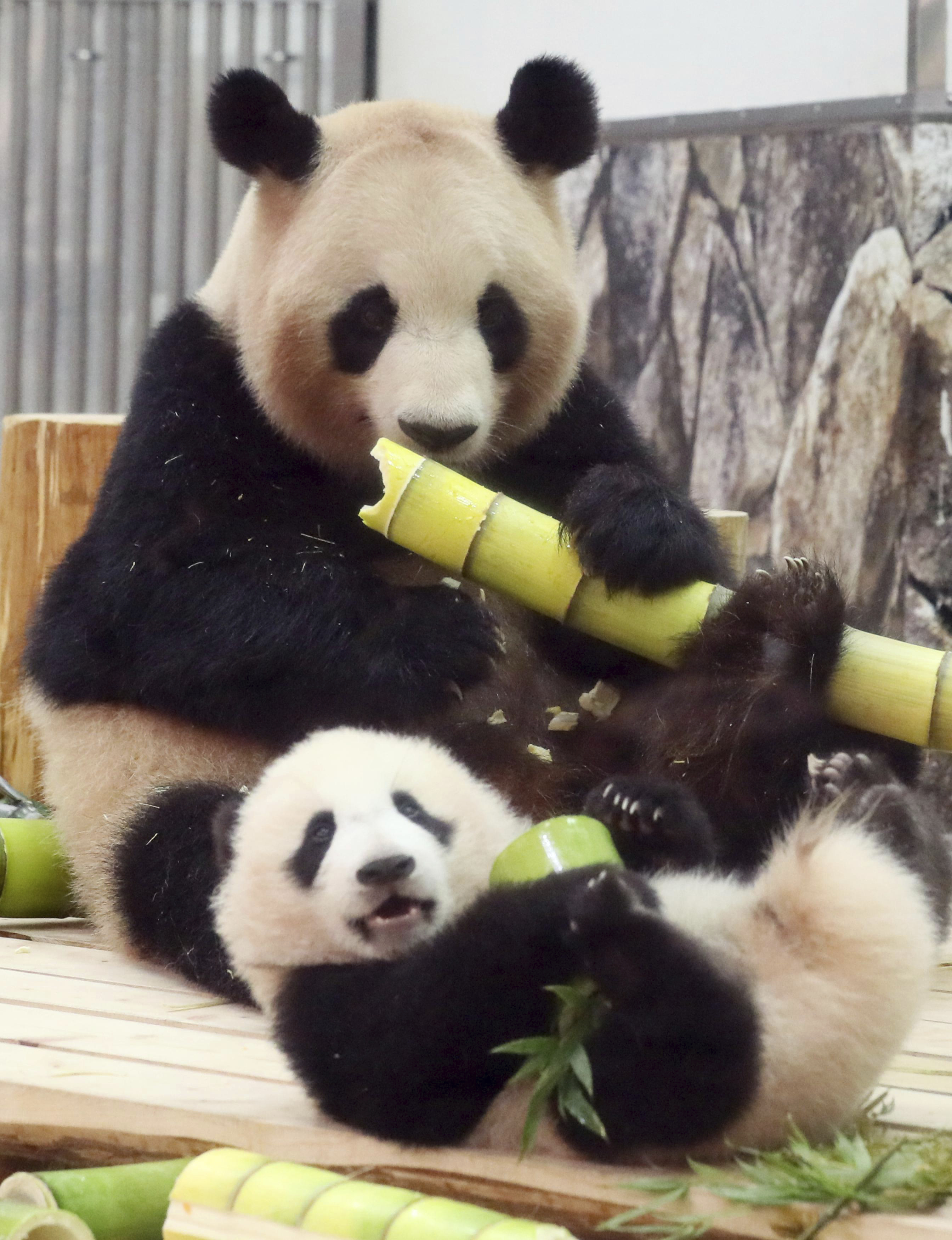 Why are pandas so 'chonky' despite their vegan diet?