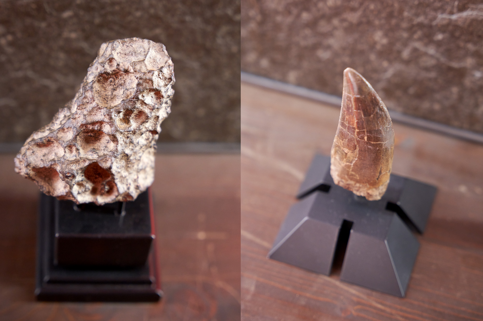 Kiri: Meteorit Mars. Kanan: Gigi T-Rex yang dijual seharga 80.000 Euro (Rp1,2 miliar).