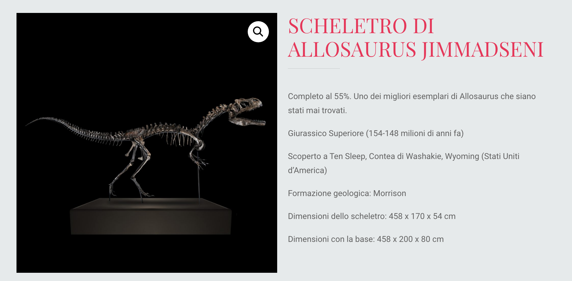 Kerangka Allosaurus Jimmadseni yang dipajang di Theatrum Mundi, lengkap 55 persen.