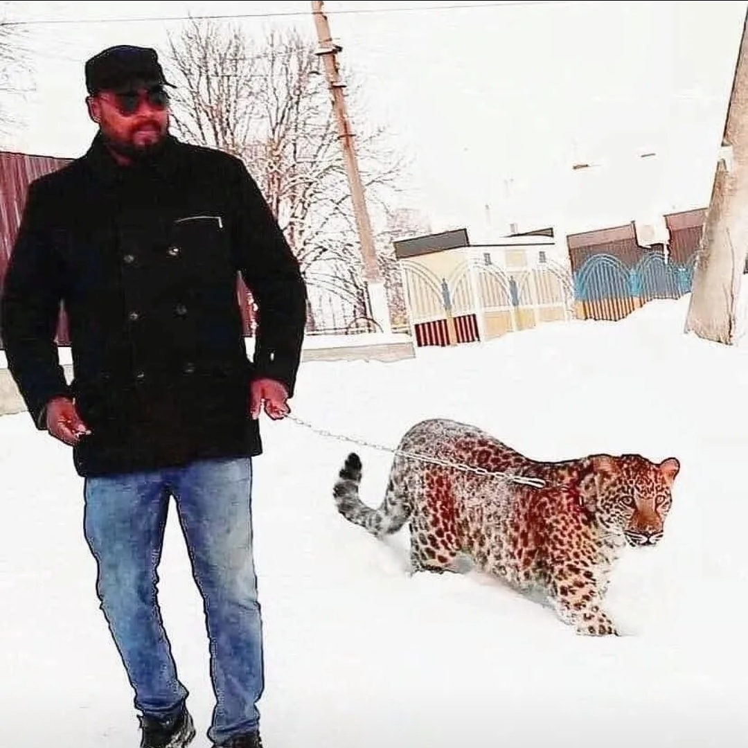 ukraina, invasi rusia, satwa liar, hewan peliharaan, kucing besar, panther, leopard, jaguar
