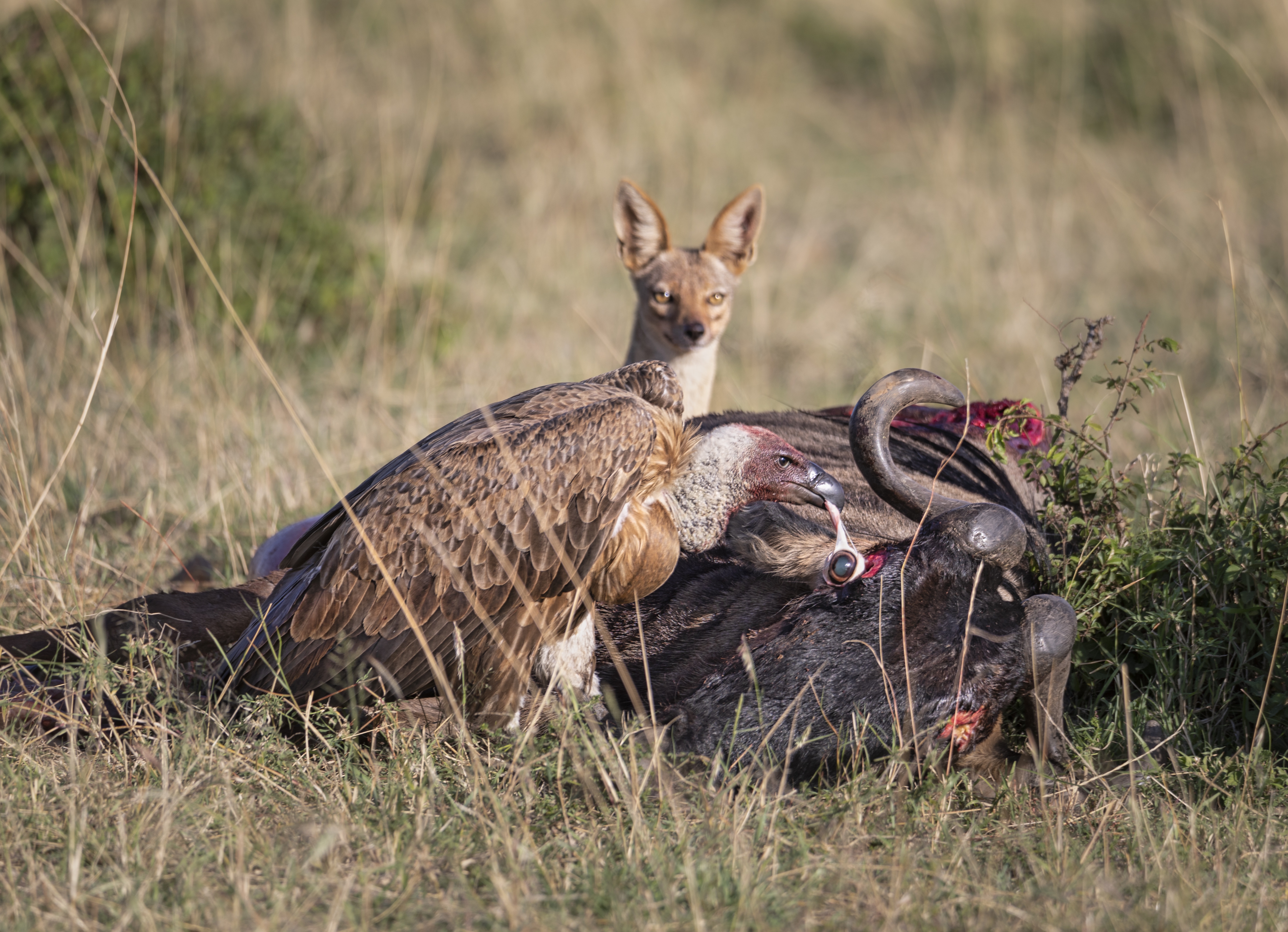 Burung hering Afrika mencungkil mata wildebeest dengan paruh. Rubah Afrika menunggu di belakangnya. Foto oleh Ashok Behera / World Nature Photography Awards