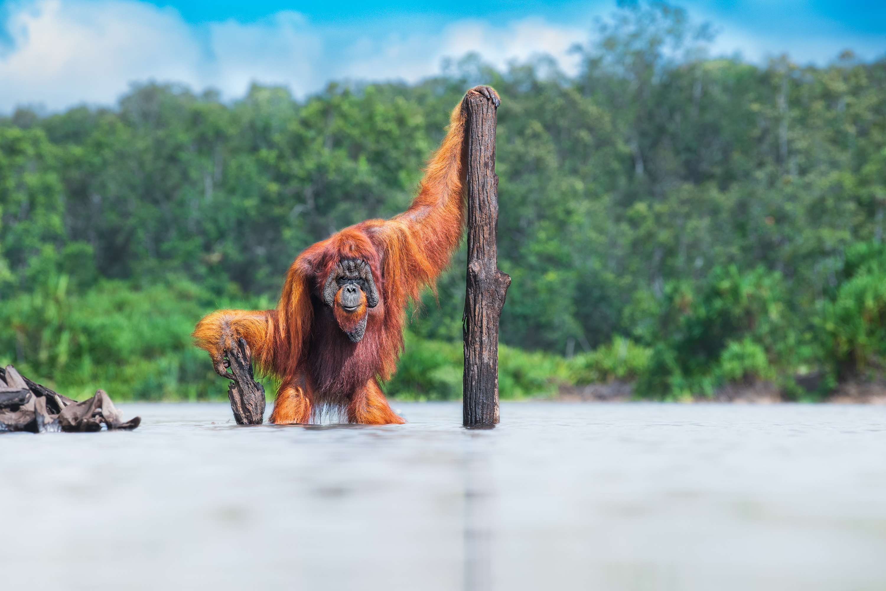 Orangutan jantan dewasa berpose memegang batang pohon