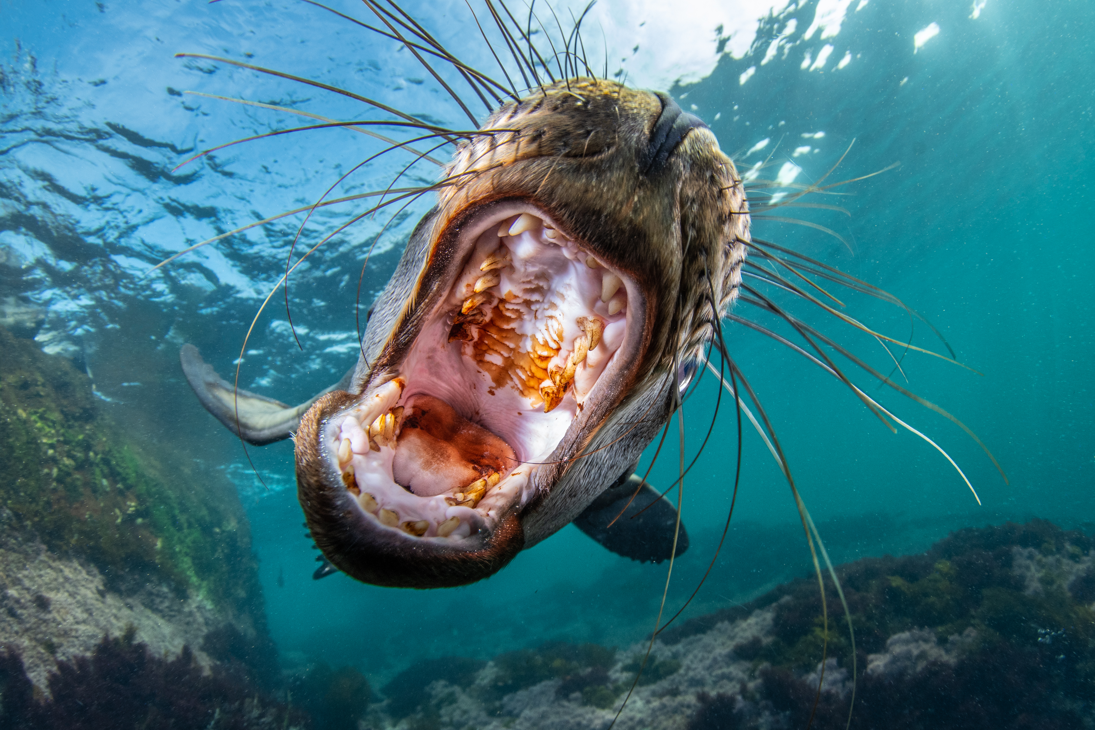 Singa laut California berpose dengan mulut menganga. Foto oleh Celia Kujala / World Nature Photography Awards 