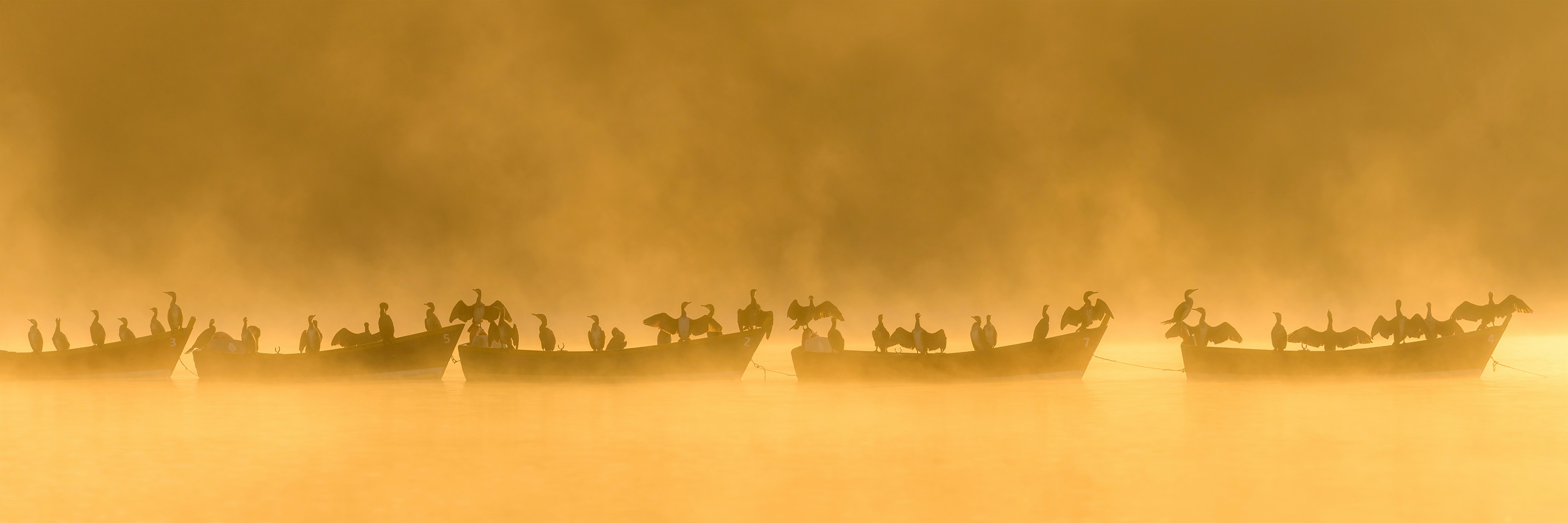 Kawanan burung pecuk bertengger di atas kapal. Foto oleh Robert Maynard / World Nature Photography Awards