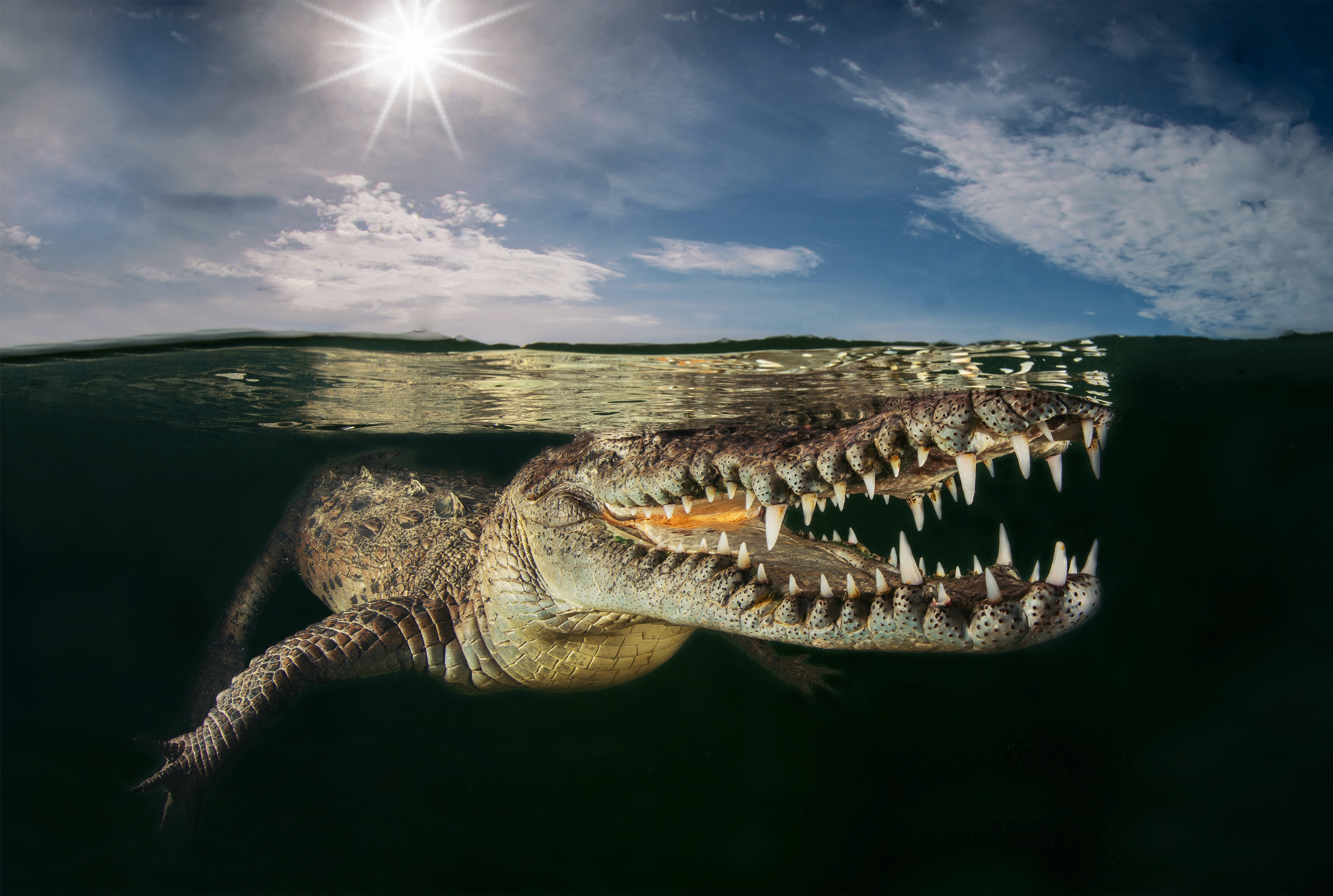 Buaya Amerika unjuk gigi di bawah air. Foto oleh Massimo Giorgetta / World Nature Photography Awards