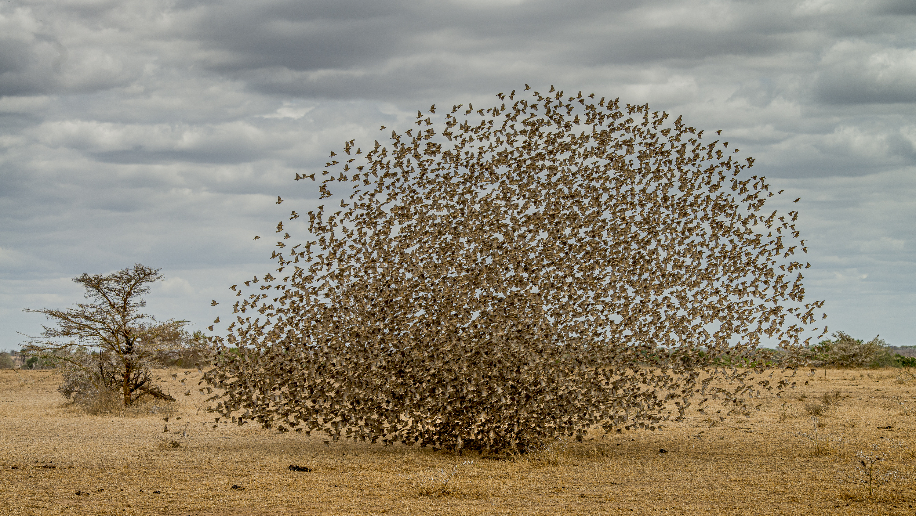 Kawanan burung Quelea paruh merah membentuk formasi mirip semak-semak raksasa. Foto oleh Robert Ross / World Nature Photography Awards