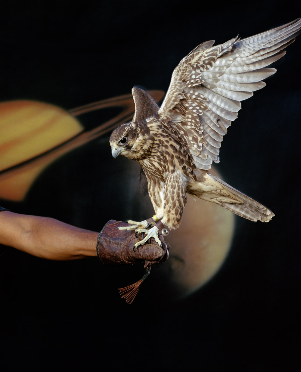 A man holding a falcon, by Awol Erizku