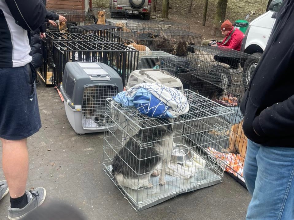 animals rescued in Ukraine. 